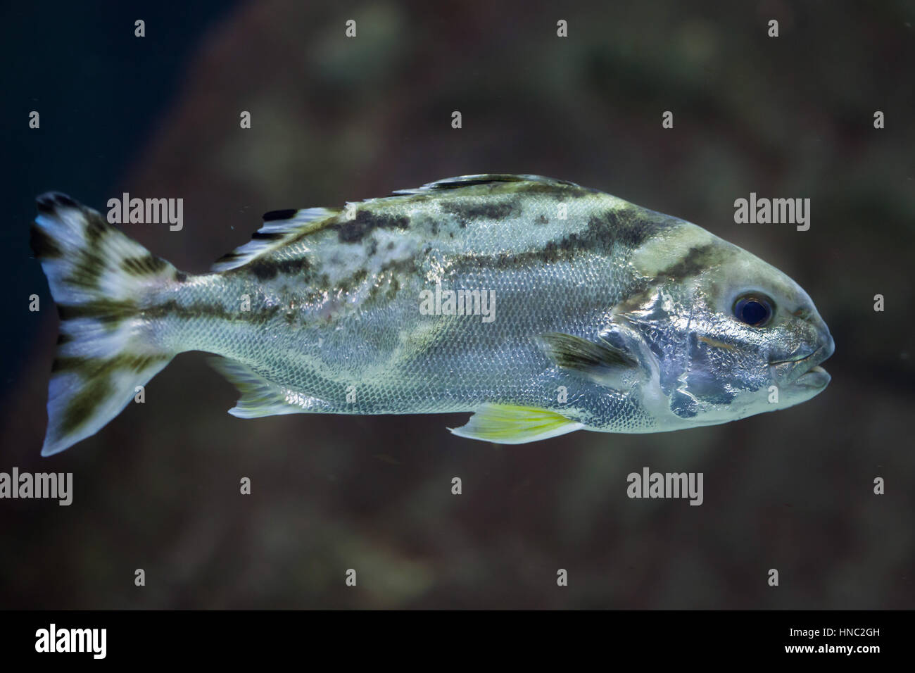 Zielfisch (Terapon Jarbua), auch bekannt als der Halbmond Bass. Stockfoto