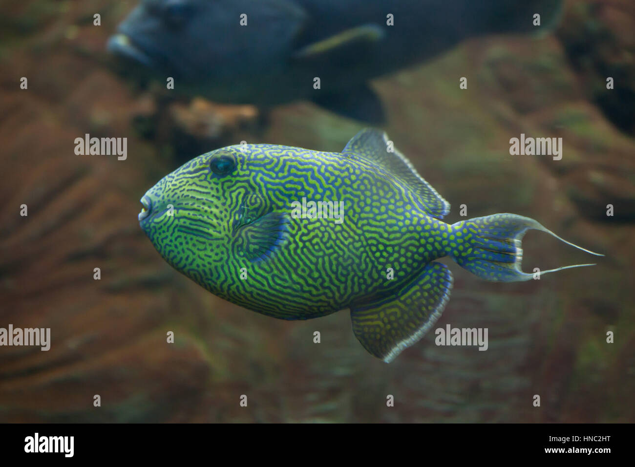 Gelb gefleckten Drückerfisch (Pseudobalistes Fuscus), auch bekannt als die blaue Drückerfische. Stockfoto