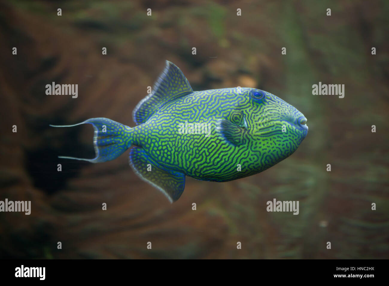Gelb gefleckten Drückerfisch (Pseudobalistes Fuscus), auch bekannt als die blaue Drückerfische. Stockfoto
