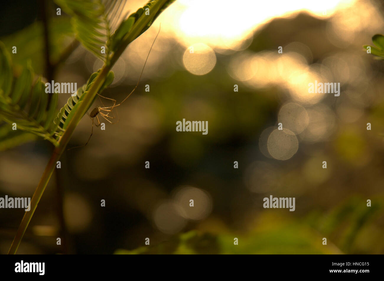 Daddy Long Legs spider Klettern auf der Unterseite einer Anlage Stockfoto