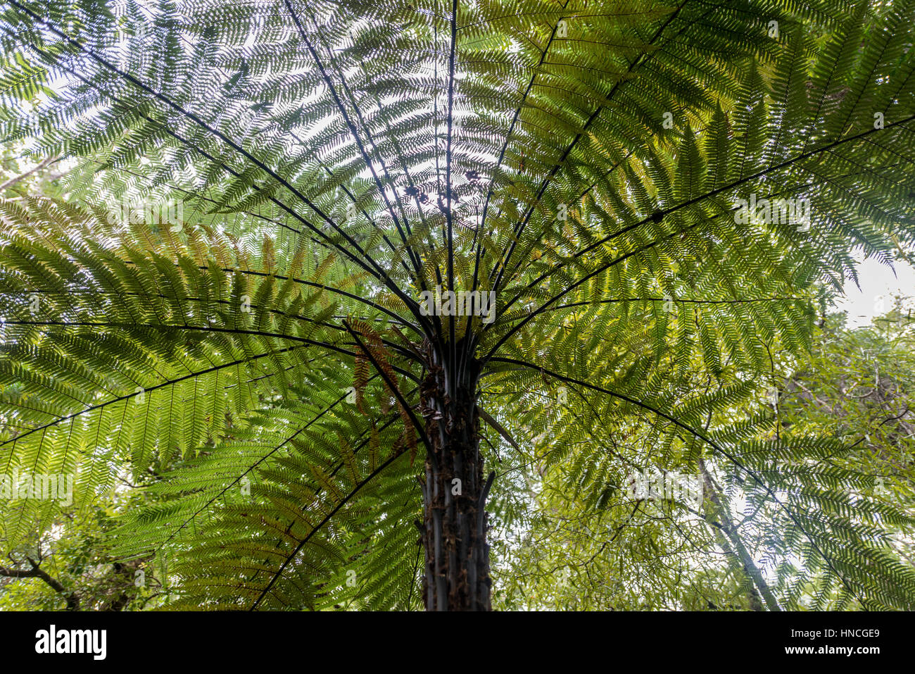 Baumfarn (Cyatheales) Waipoua Forest, Northland, Nordinsel, Neuseeland Stockfoto