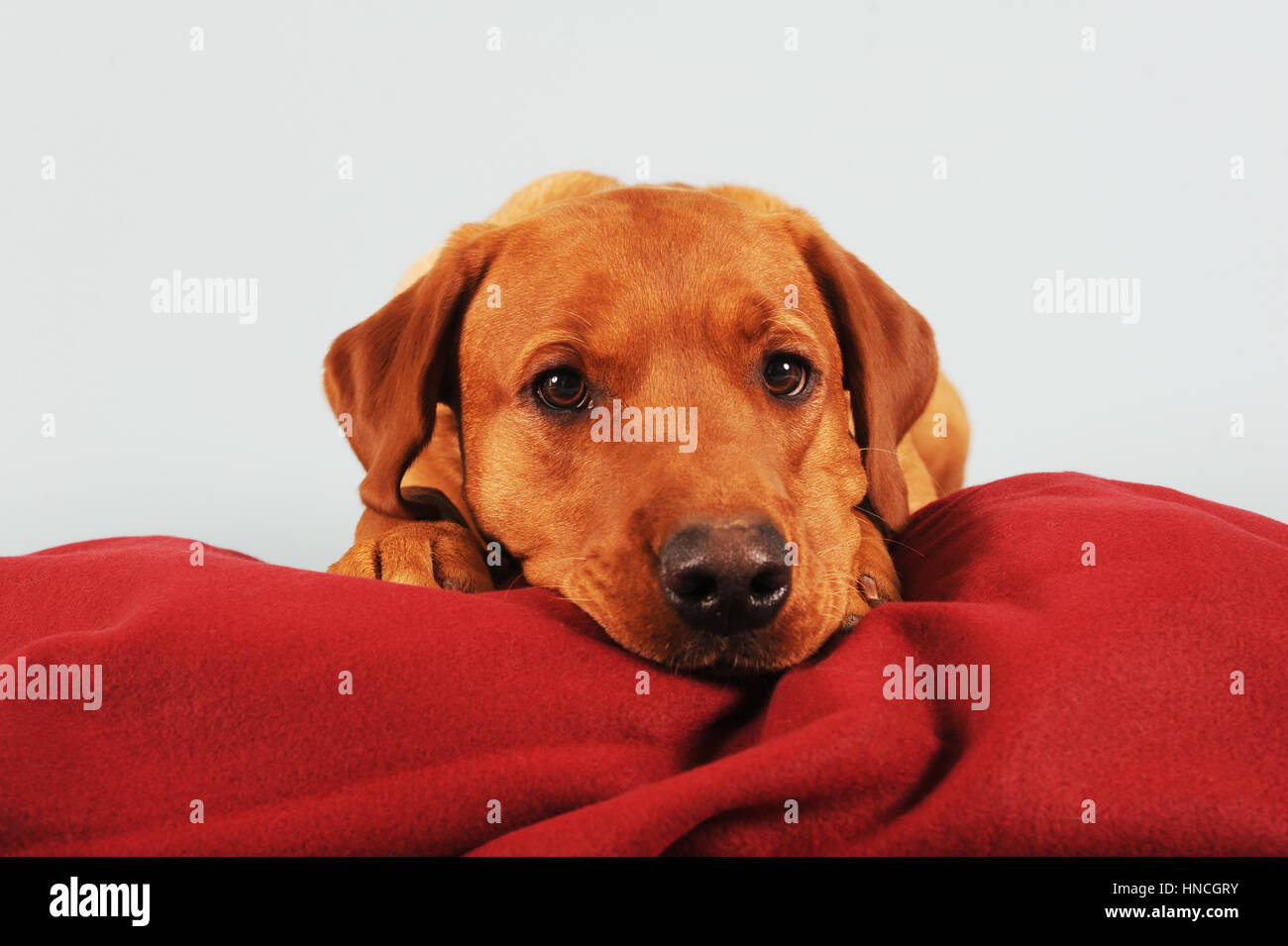 Labrador Retriever, gelb, Männlich, liegend auf rote Decke, Porträt Stockfoto