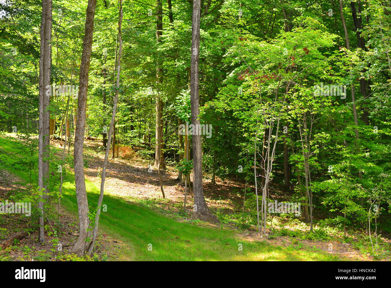 Ruhige, idyllische, friedliche Landschaft Bäume, Gras und Pflanzen, frei von Menschen in Stafford, Virginia, Vereinigte Staaten Stockfoto