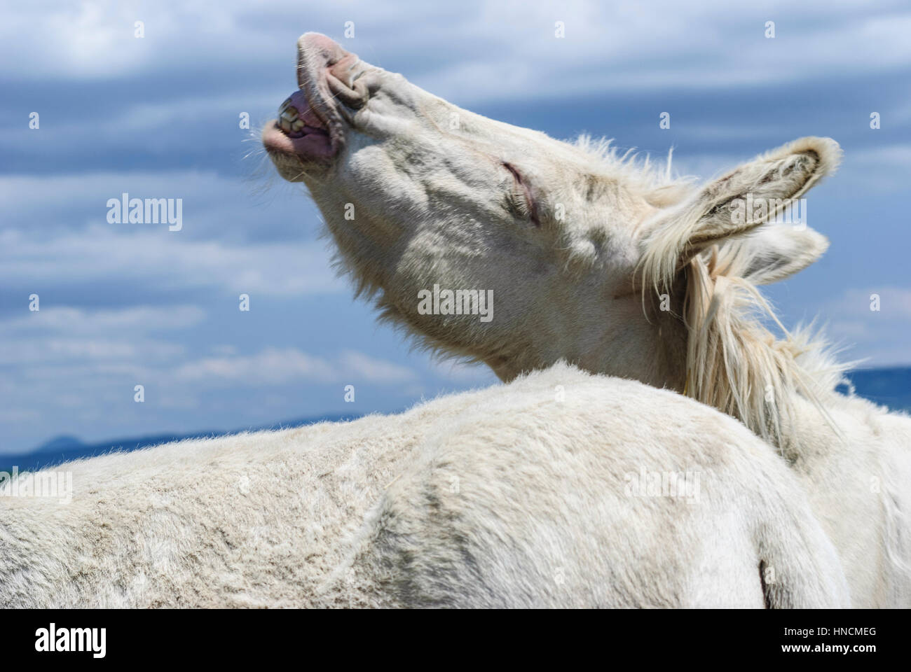 Schlosshof, weiße Esel bei der Paarung, Donau, Niederösterreich, Niederösterreich, Österreich Stockfoto