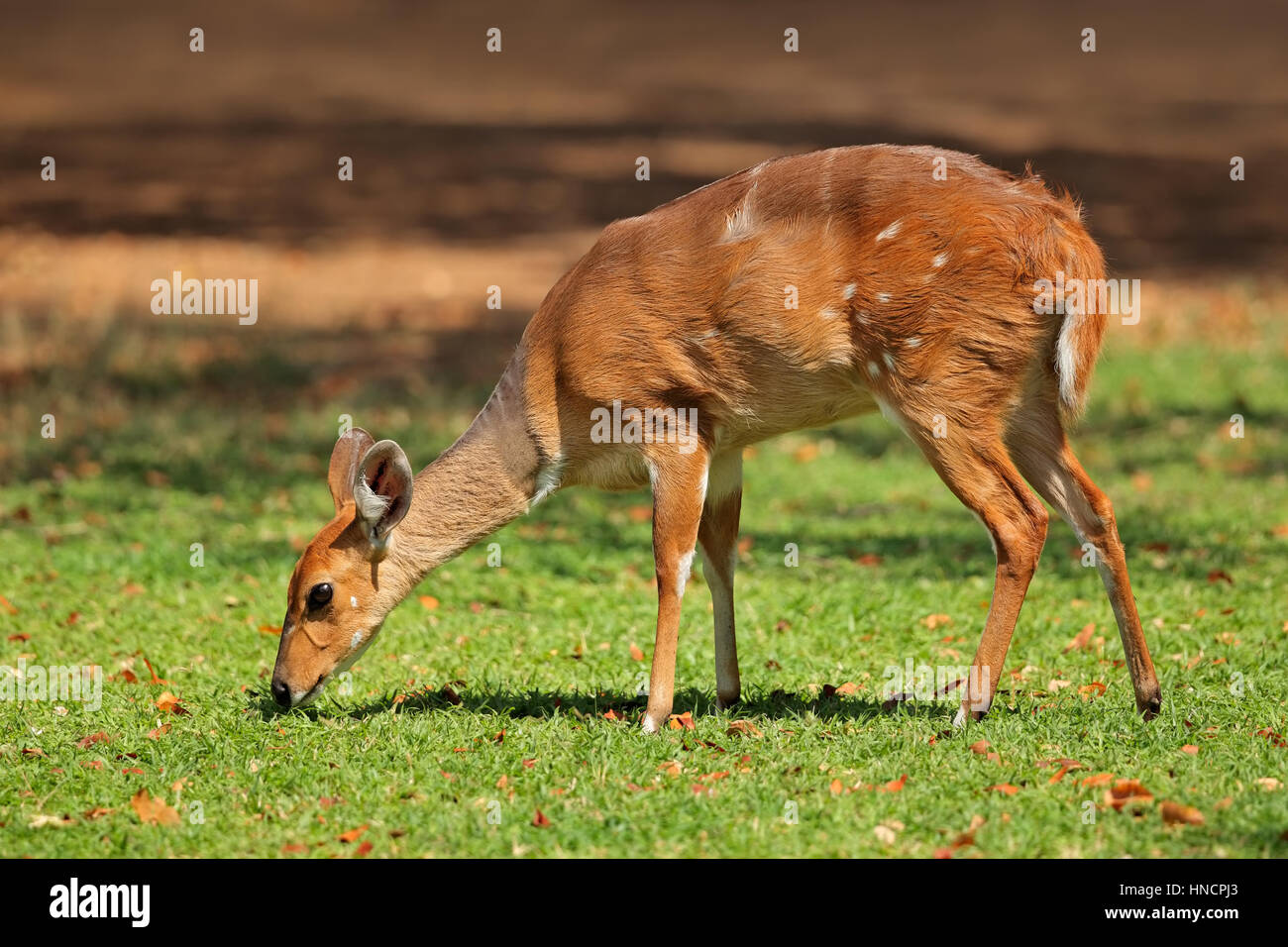 Weiblicher Nyala-Antilope (Tragelaphus Angasii), Krüger Nationalpark, Südafrika Stockfoto