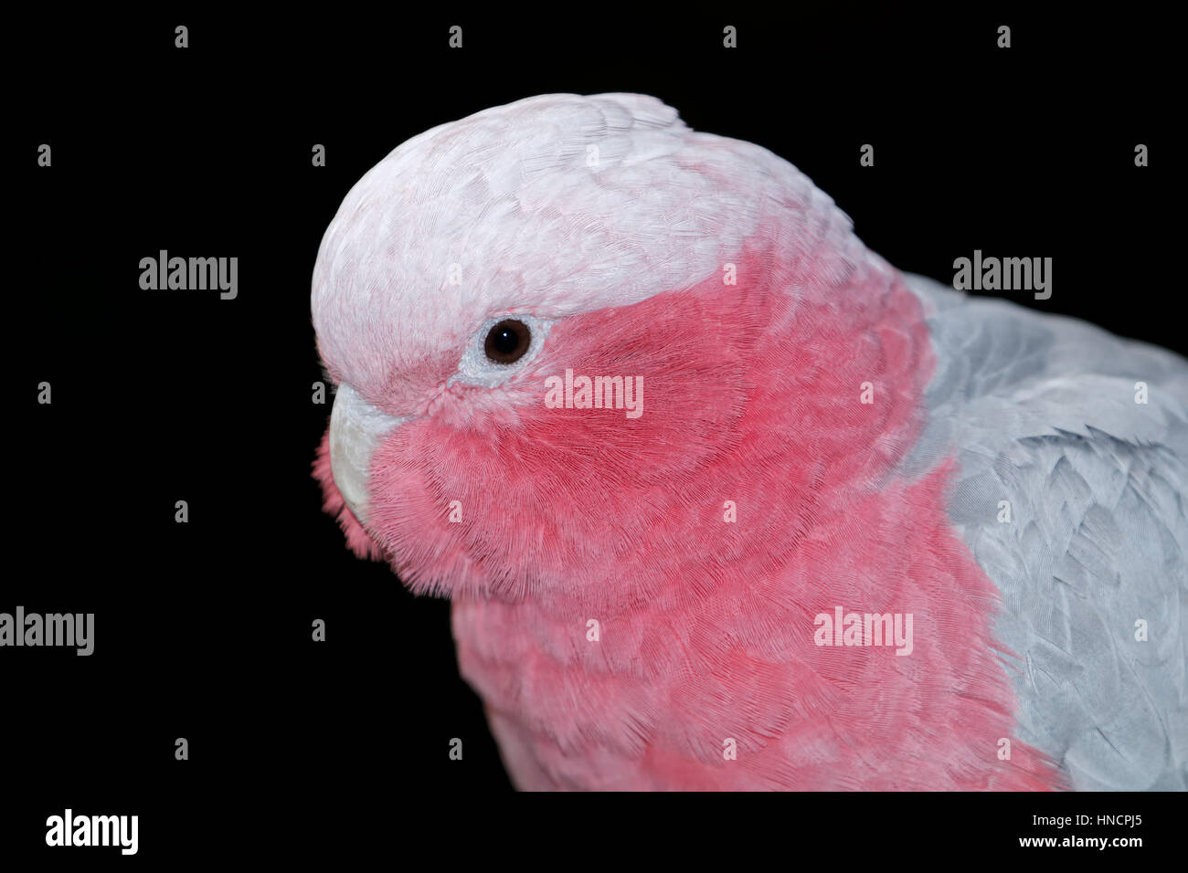 Porträt von einem bunten Rosakakadu Kakadu (Cacatua Roseicapilla) auf schwarz Stockfoto