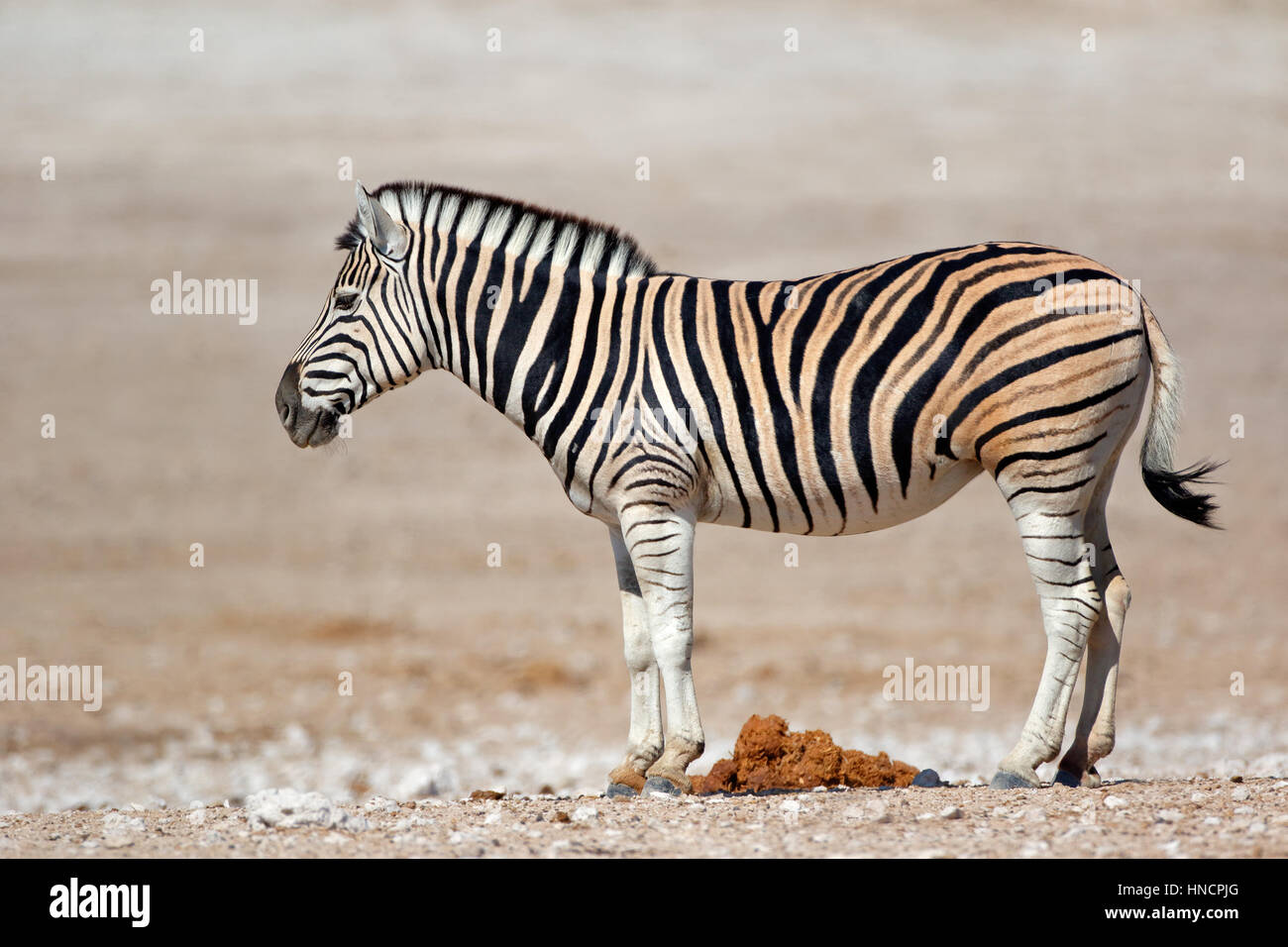 Ein (Burchells) Ebenen Zebra (Equus Burchelli), Etosha Nationalpark, Namibia Stockfoto