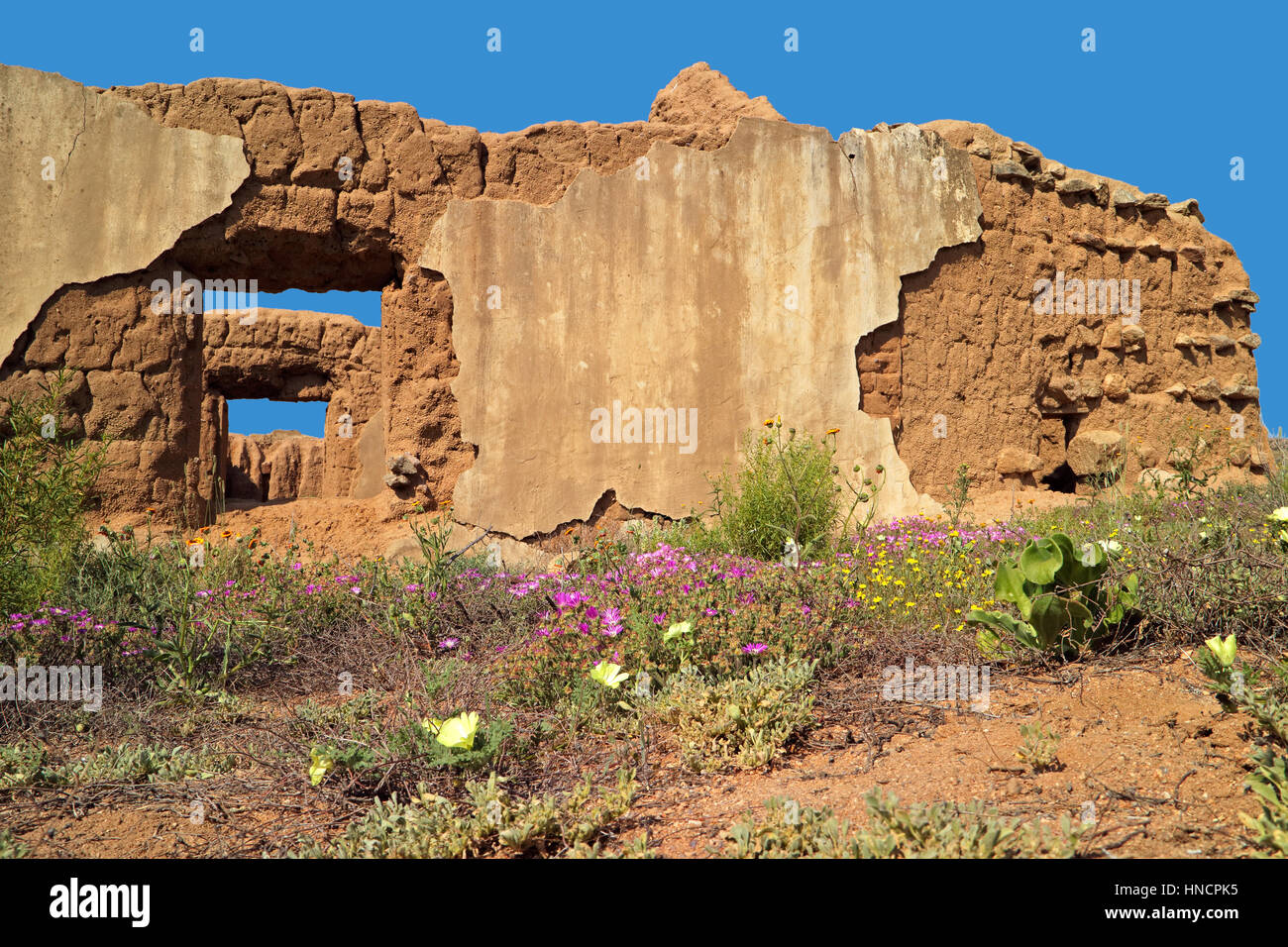 Alte Ruinen und bunte Wildblumen, Namaqualand, Südafrika Stockfoto