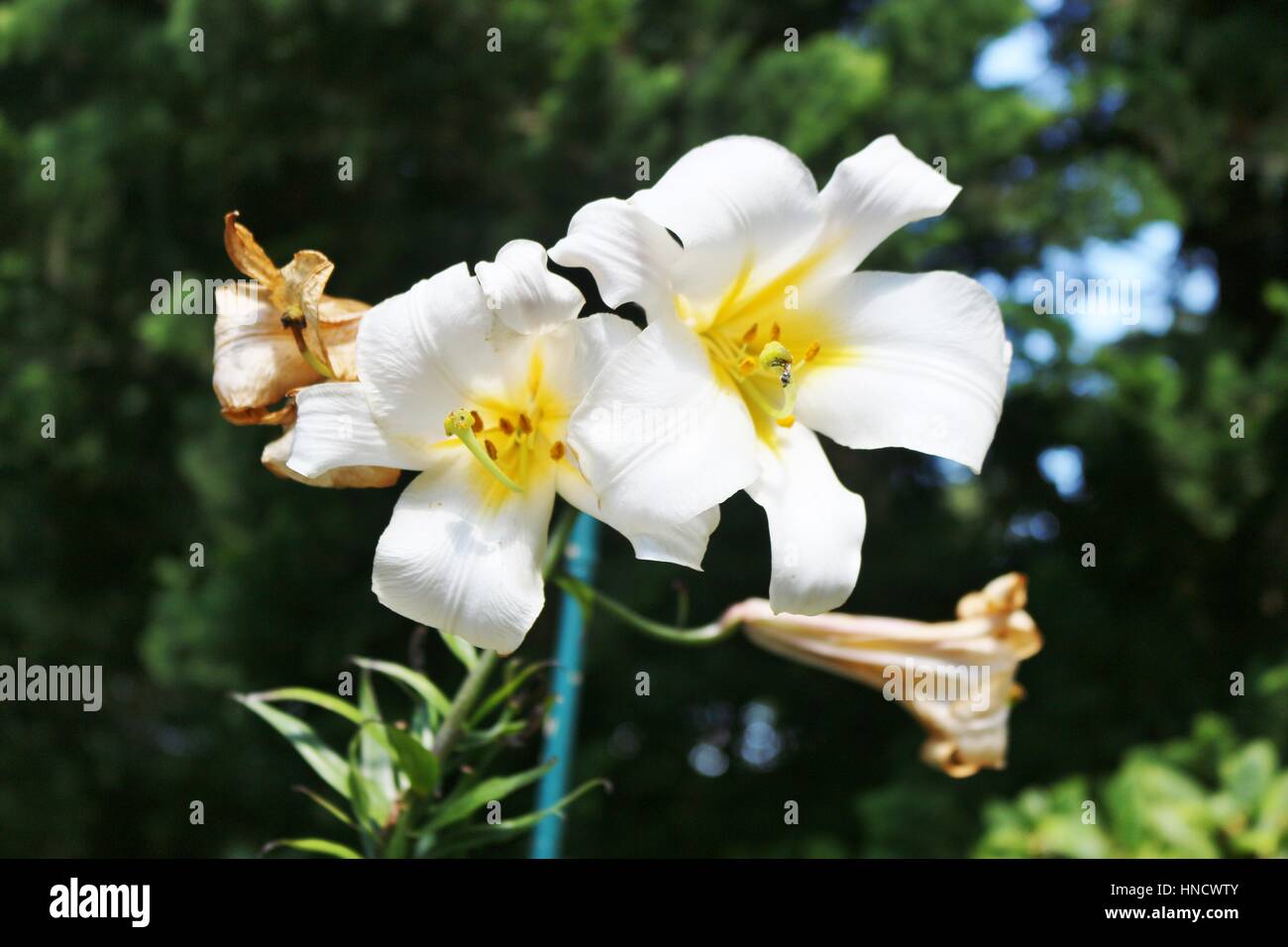 Nahaufnahme einer schönen weißen Lilie. Deutschland, Europa. Stockfoto
