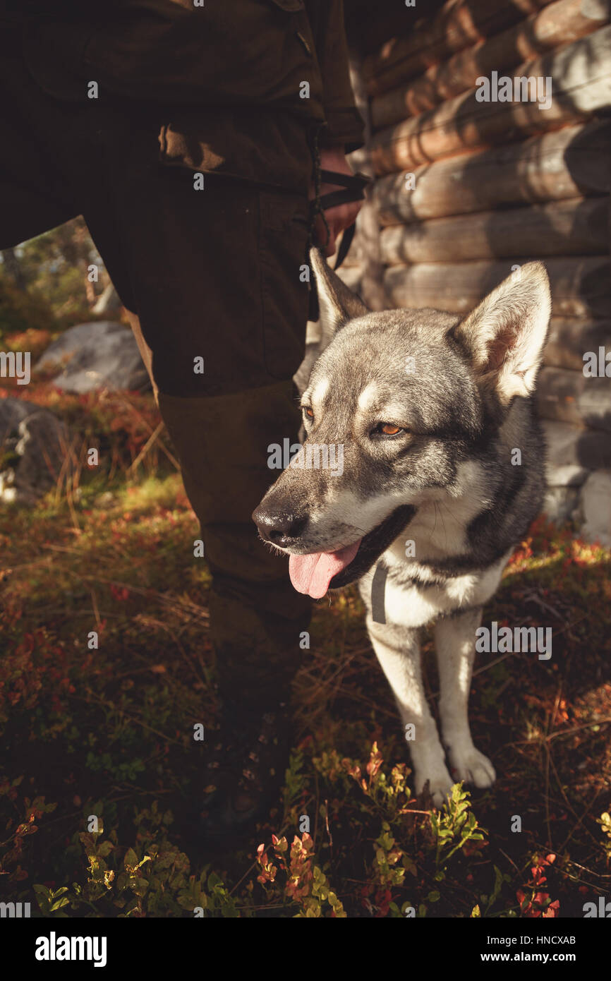 Schwedische Elch-Hund an der Hundeleine in den Bergen. Stockfoto