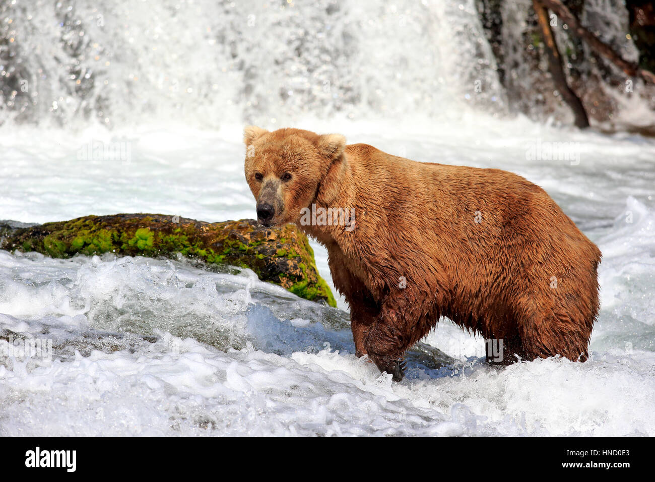 Grizzlybär (Ursus Arctos Horribilis), Erwachsene im Wasser auf der Suche nach Nahrung, Brookes River, Brookes fällt, Katmai Nationalpark, Alaska, USA, North Amer Stockfoto