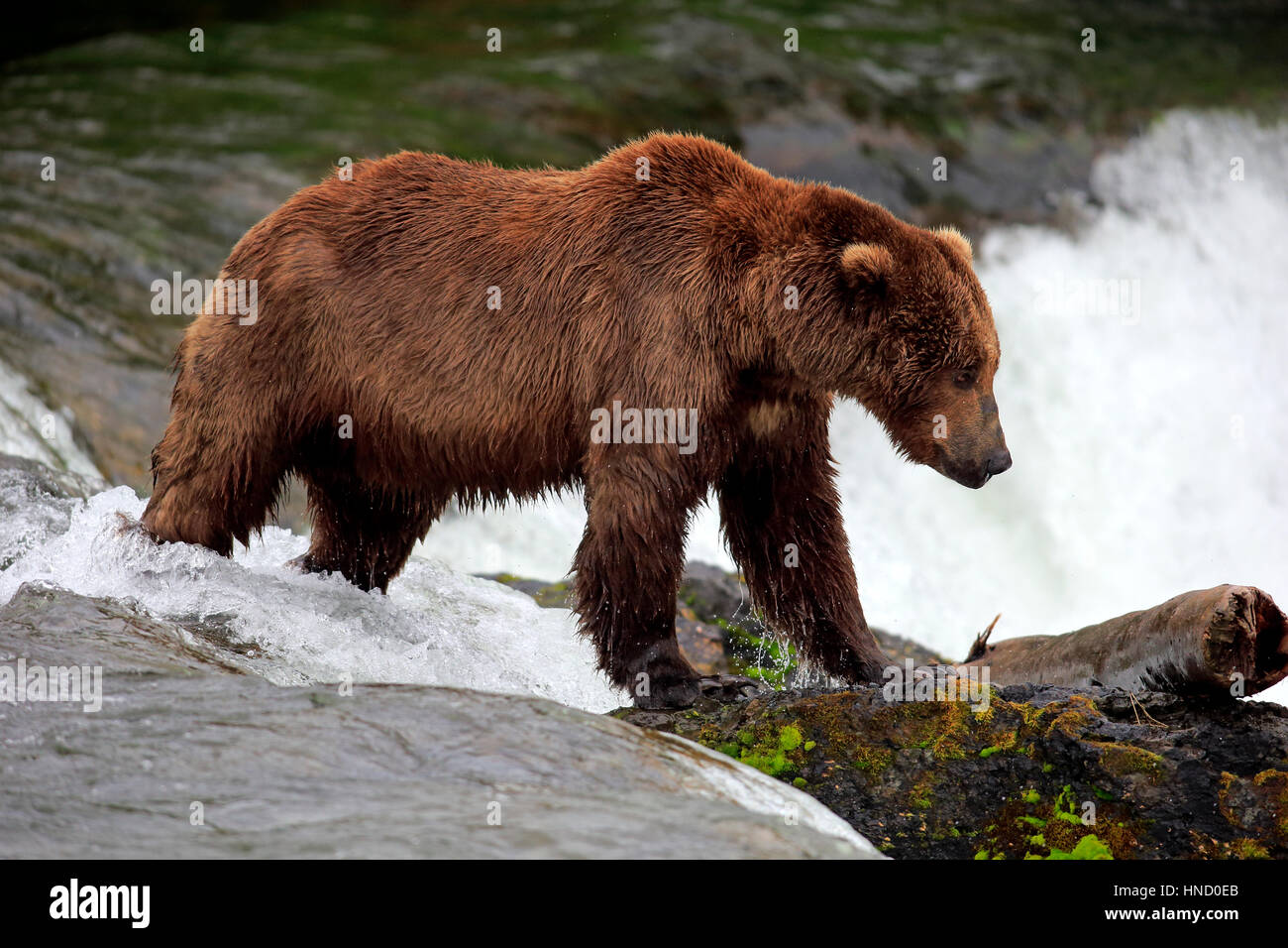 Grizzlybär (Ursus Arctos Horribilis), Erwachsene im Wasser auf der Suche nach Nahrung, Brookes River, Brookes fällt, Katmai Nationalpark, Alaska, USA, North Amer Stockfoto