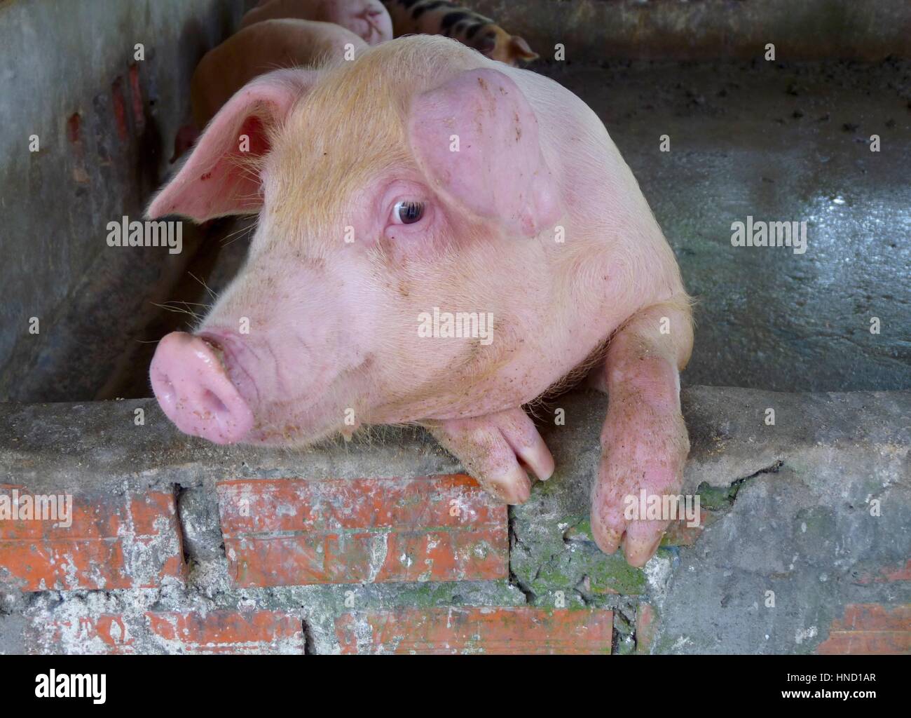 Lustige Nahaufnahme des Gesichts eines haarigen, rosa Schweins in einem Stall, der die Vorderbeine auf einer Ziegelwand ruht, mit leicht gedrehtem Kopf, als lächelte er Kamerakoos Stockfoto