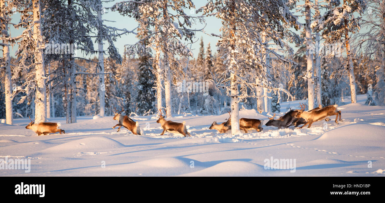 Eine Herde von Rentieren im tiefen Schnee der Arktis Kiefernwälder. Ein sonniger Wintertag in Schwedisch Lappland Stockfoto