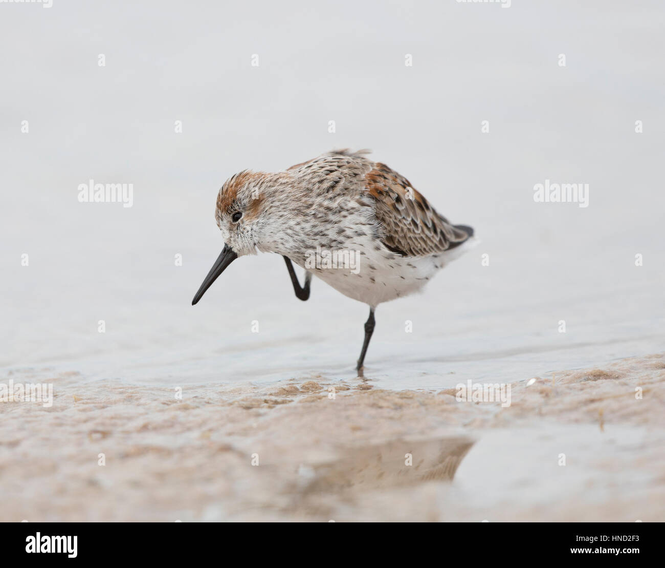 Western Sandpiper an einem Strand, Florida, Stockfoto