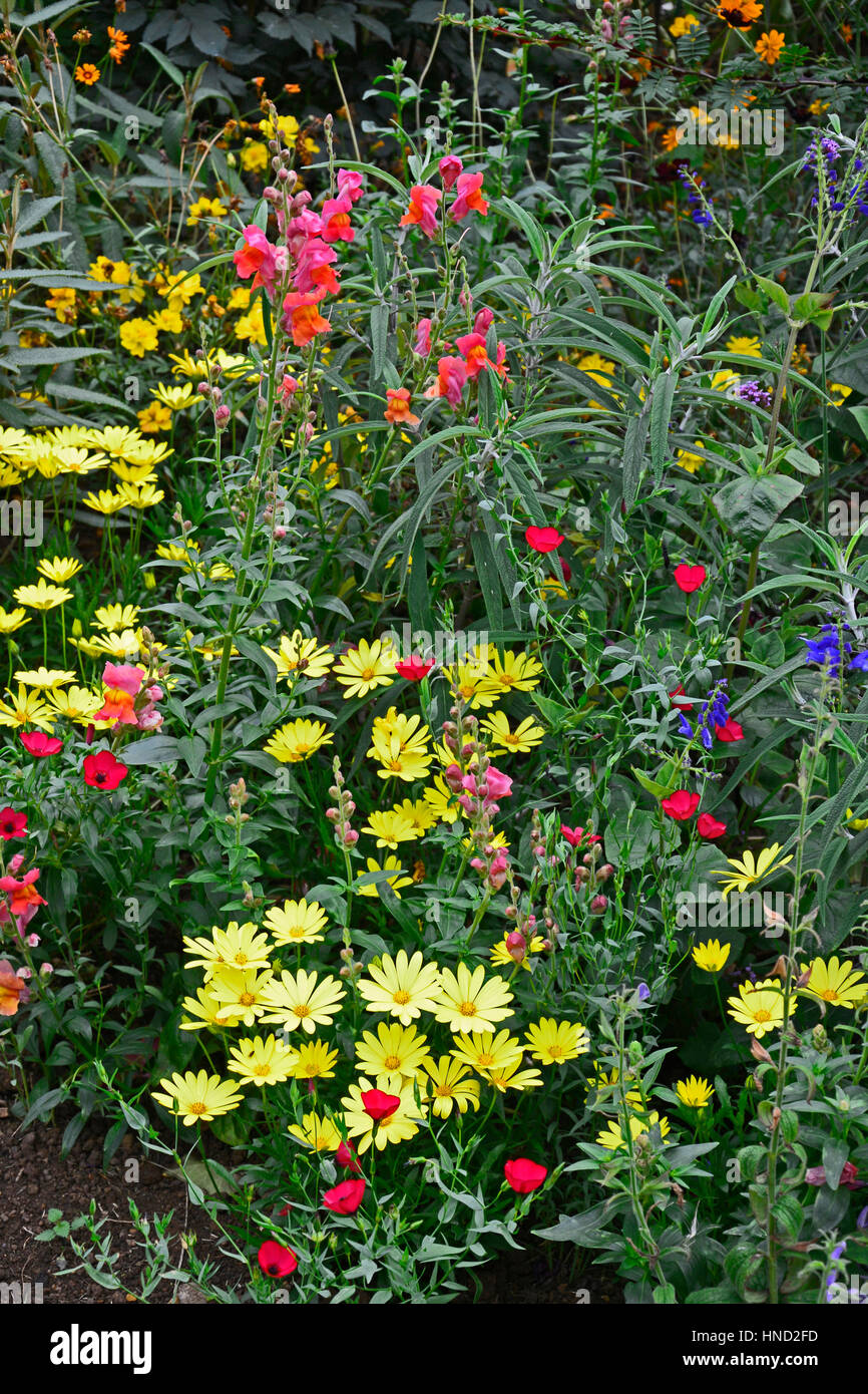 Bunte Blumen mit gemischte Pflanzung einschließlich gelb Daisy und Antirrhinums Stockfoto