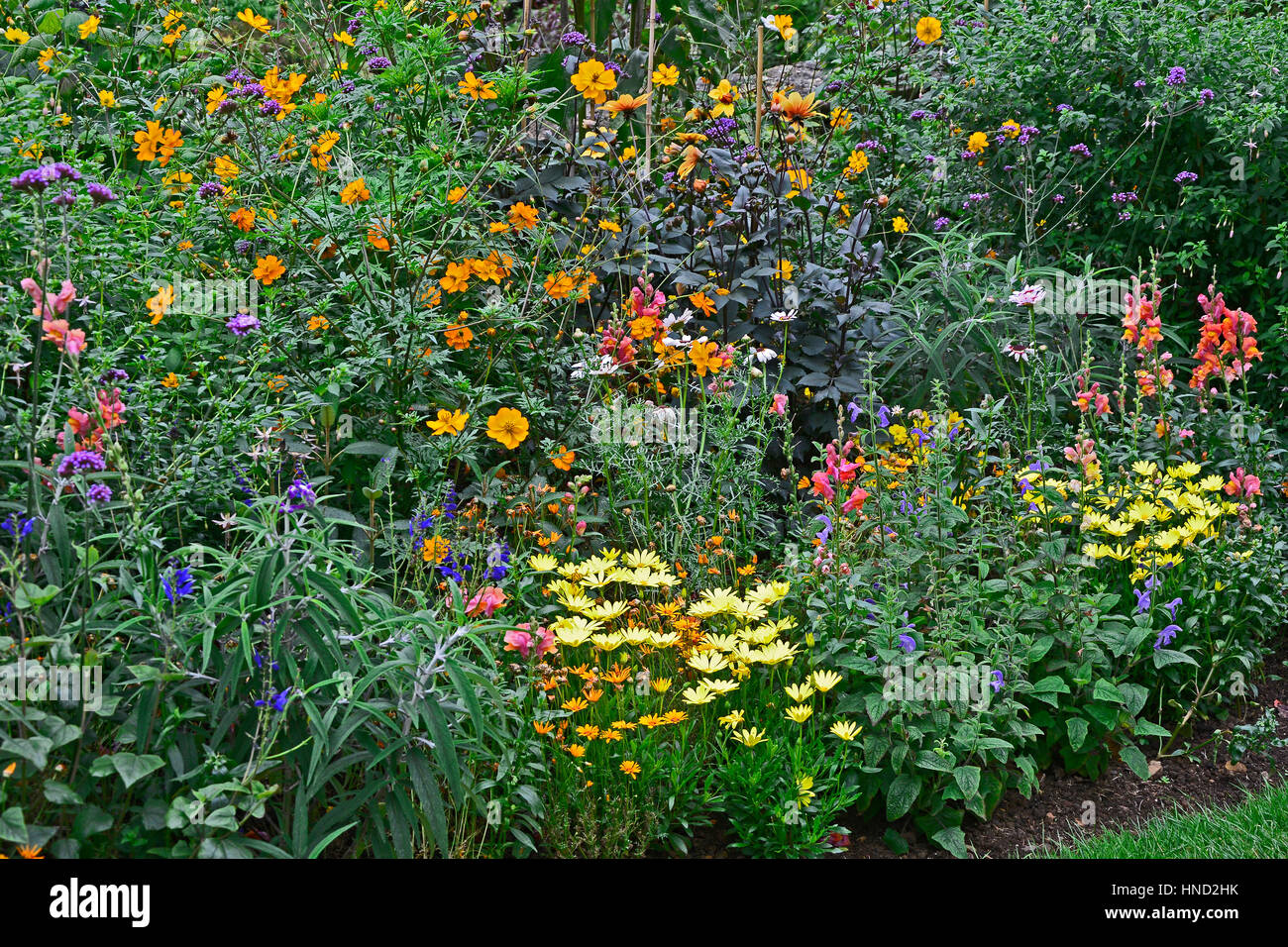 Bunte Blumen mit gemischte Pflanzung einschließlich gelb Daisy und Antirrhinums Stockfoto