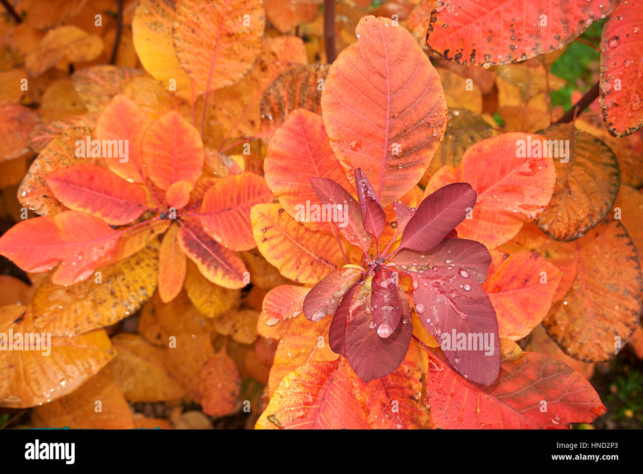 Cotinus Coggygria im Herbst Stockfoto