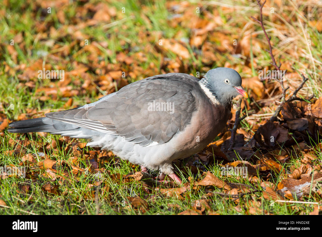 Ringeltaube auf dem Boden Stockfoto