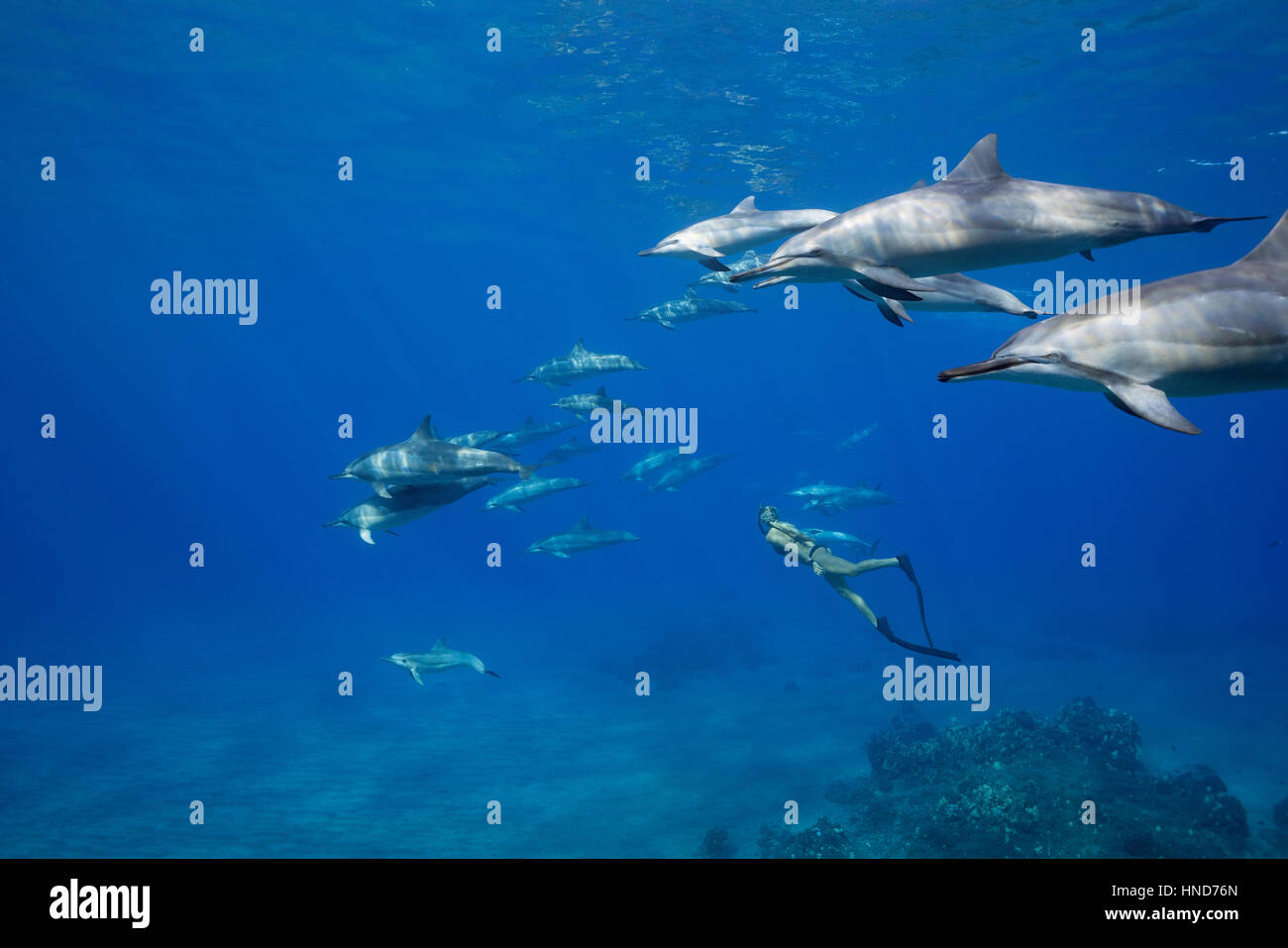 Emily Sepeta schwimmt mit hawaiianischen Spinner-Delfine oder Grays Spinner Delphin, Stenella Longirostris Longirostris, Ho'okena Strand, Kona, Hawaii USA Stockfoto