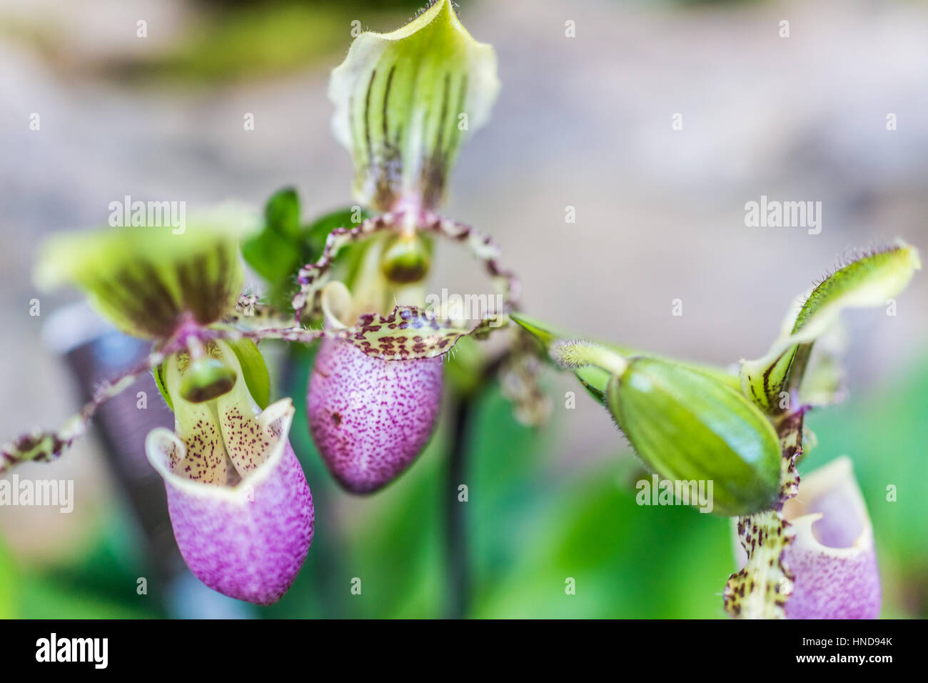 Paphiopedilum Victoria Regina Orchidee Makro Nahaufnahme Blumen Stockfoto