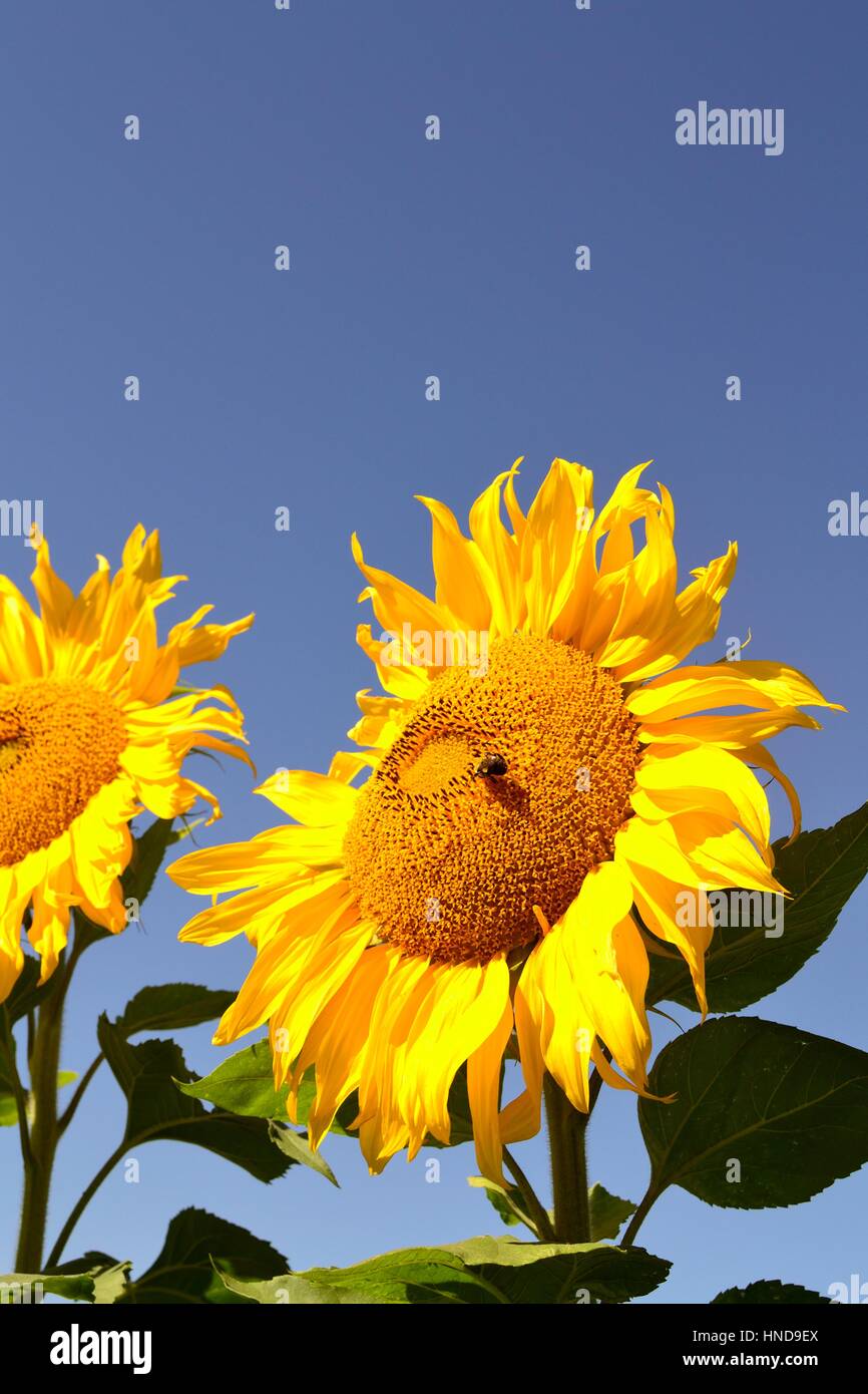 Sonnenblumen auf einem blauen Himmel mit Biene Stockfoto