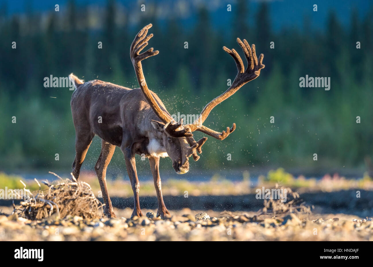 A bull Caribou (Rangifer Tarandus) schüttelt Sie Wasser und Pelz nach der Überquerung des Teklanika River in der Nachmittagssonne im Denali-Nationalpark, Alaska. Stockfoto