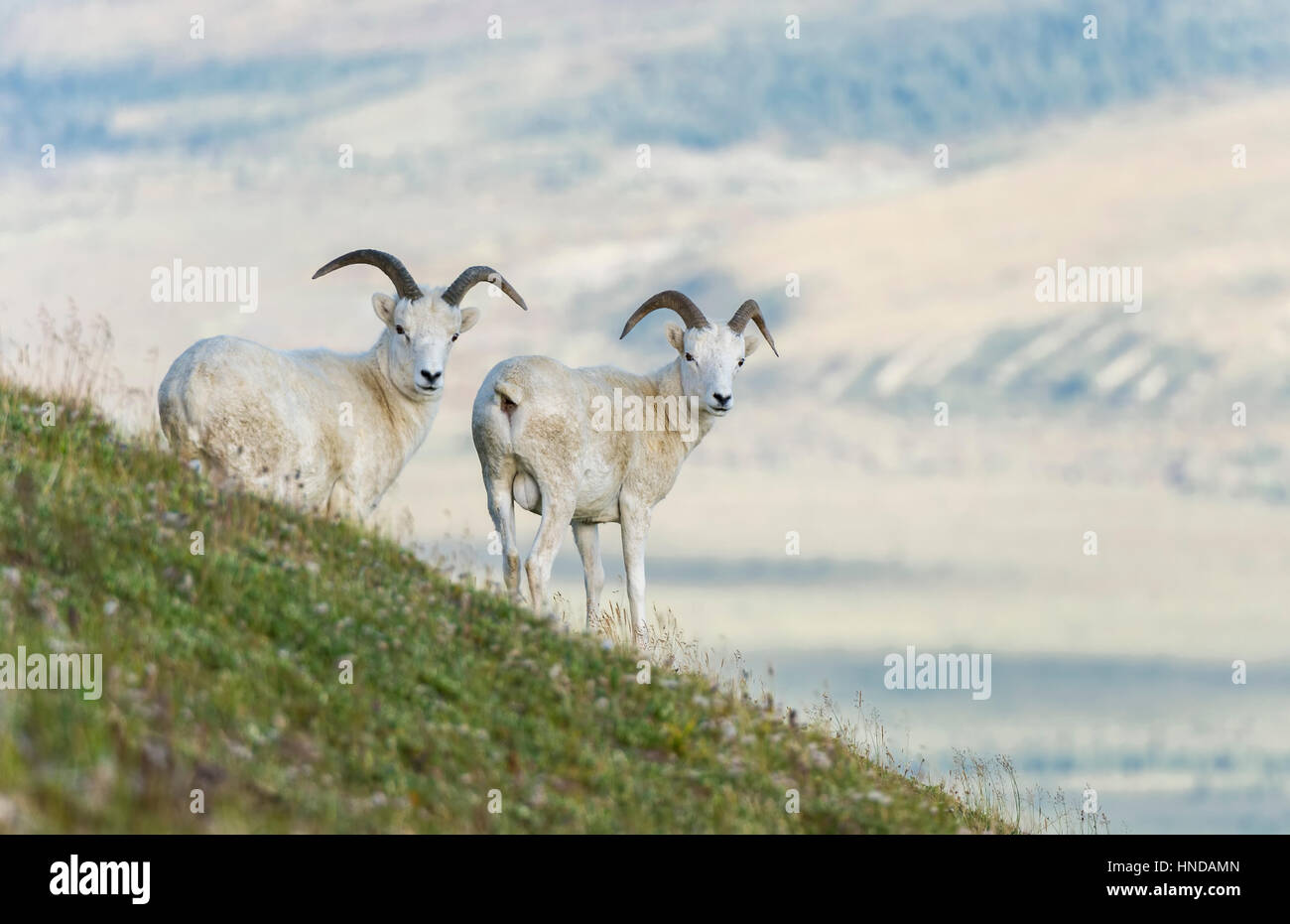 Zwei der Dallschafe (Ovis Dalli) Widder stehen auf einem steilen grünen Berg gegen die Ferne Tal in Denali Nationalpark und Reservat, Alaska Stockfoto
