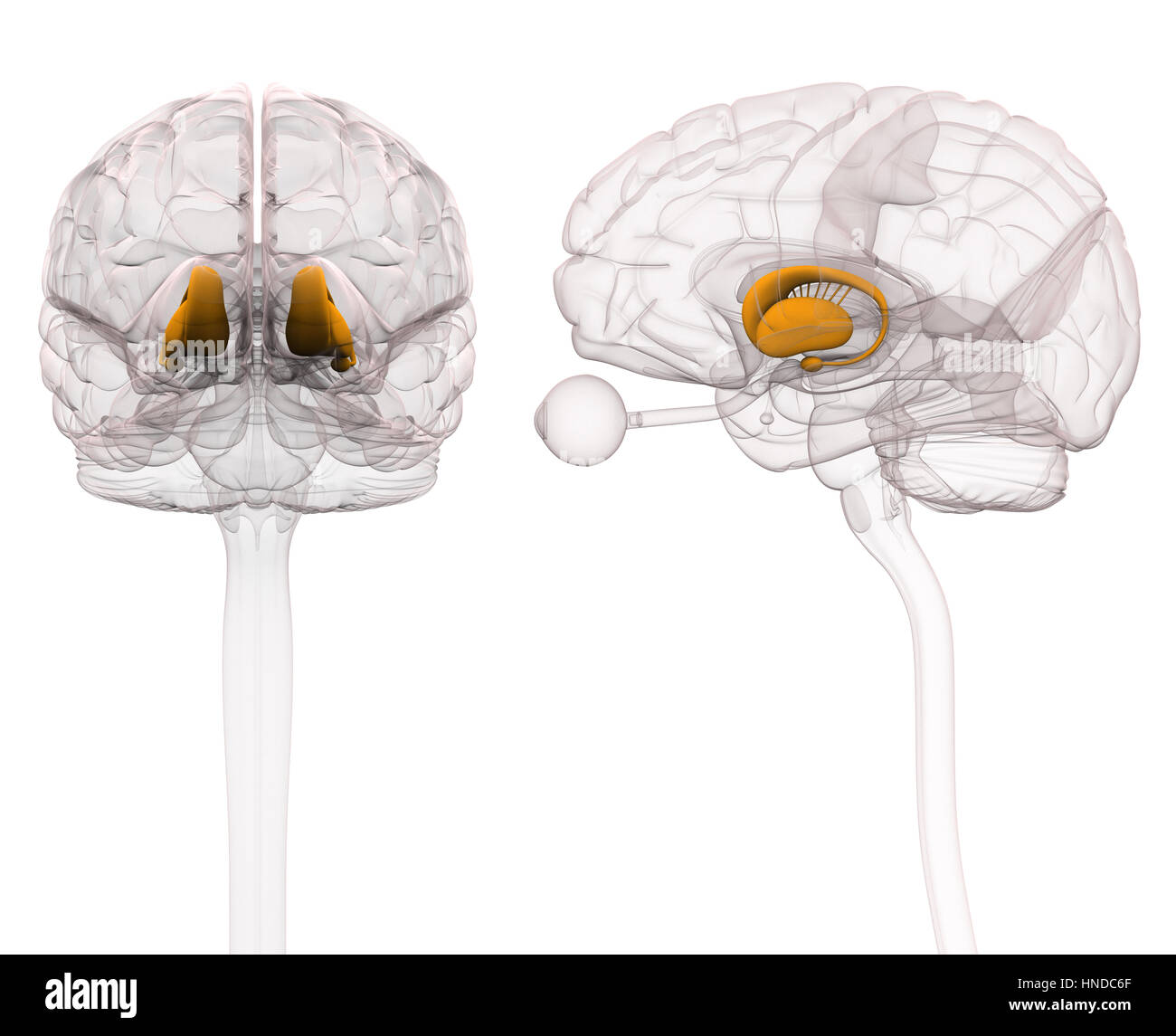 Basalganglien - Anatomie Gehirn - 3D-Illustration Stockfoto