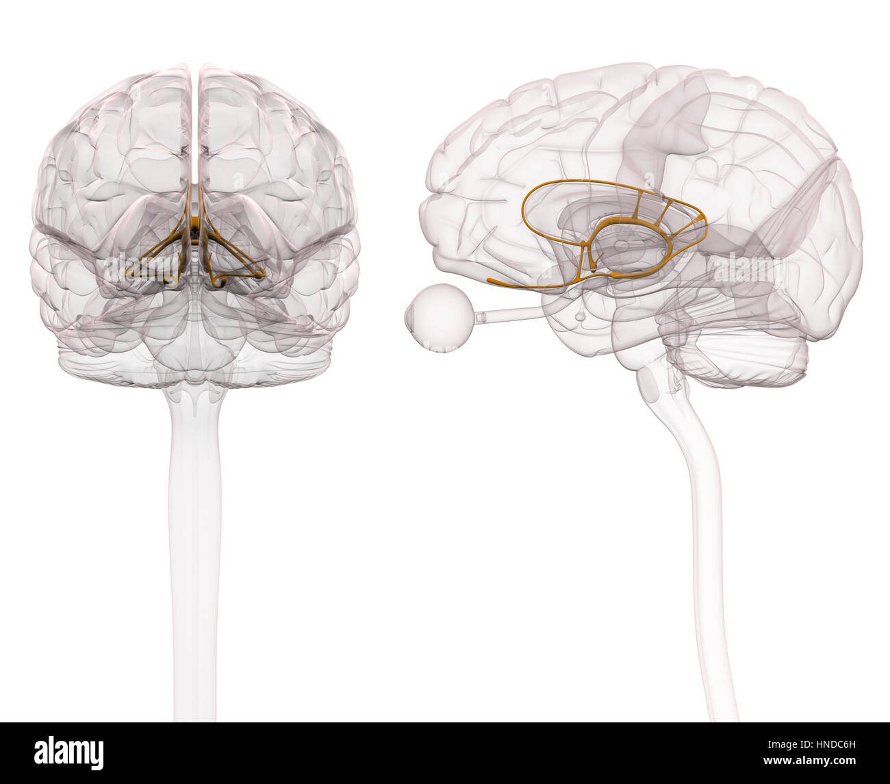 Limbische System Gehirn Anatomie - 3D-Illustration Stockfoto
