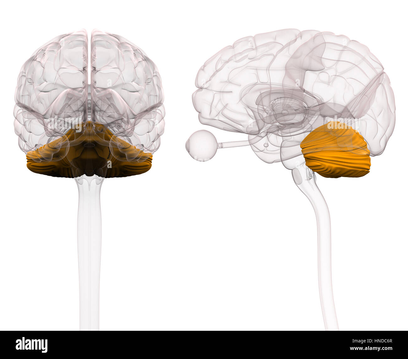 Anatomie des Gehirns Kleinhirn - 3D-Illustration Stockfoto