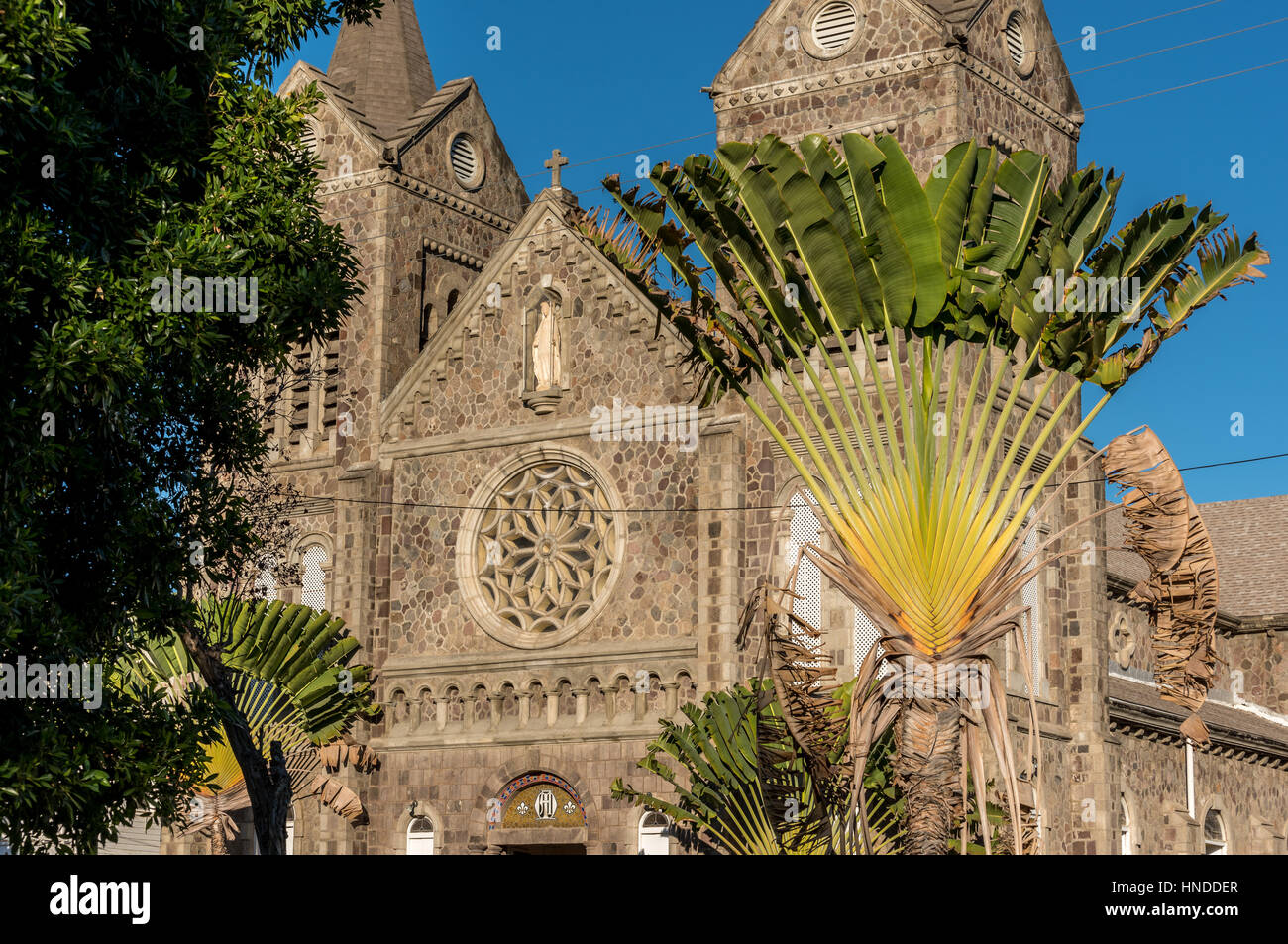 Traveler's Palm, basseterre Co - Kathedrale der Unbefleckten Empfängnis, St. Kitts Stockfoto