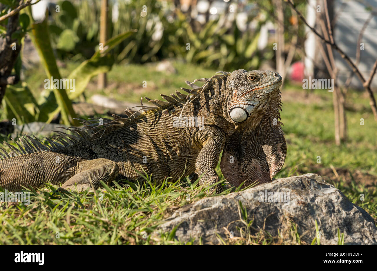 Wild Leguan, st. martin (St. Maarten), West Indies Stockfoto