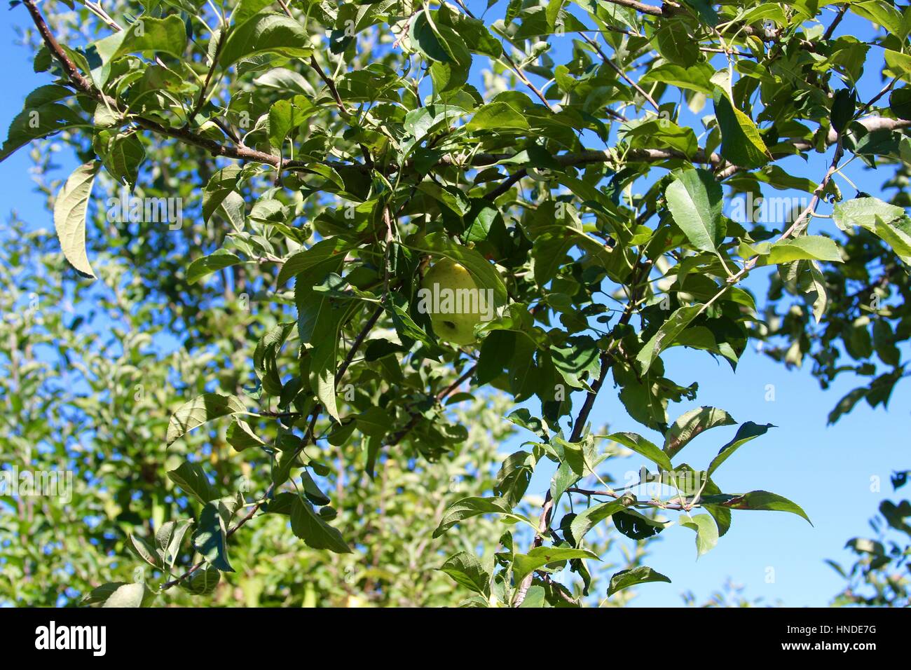 Die Baumreihen im Feld auf der Apple Farm. Stockfoto