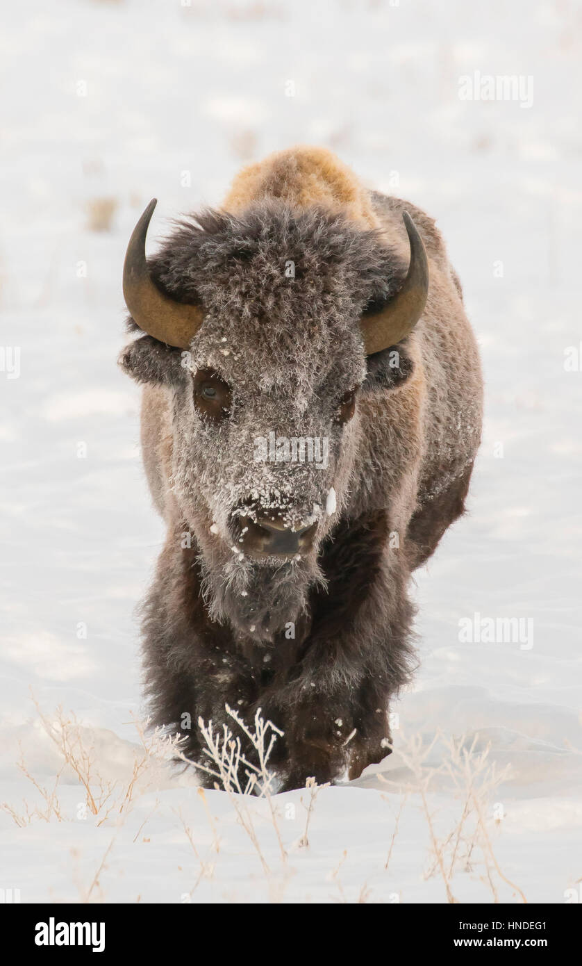 Raureif auf Kuh Bison im Tiefschnee Stockfoto