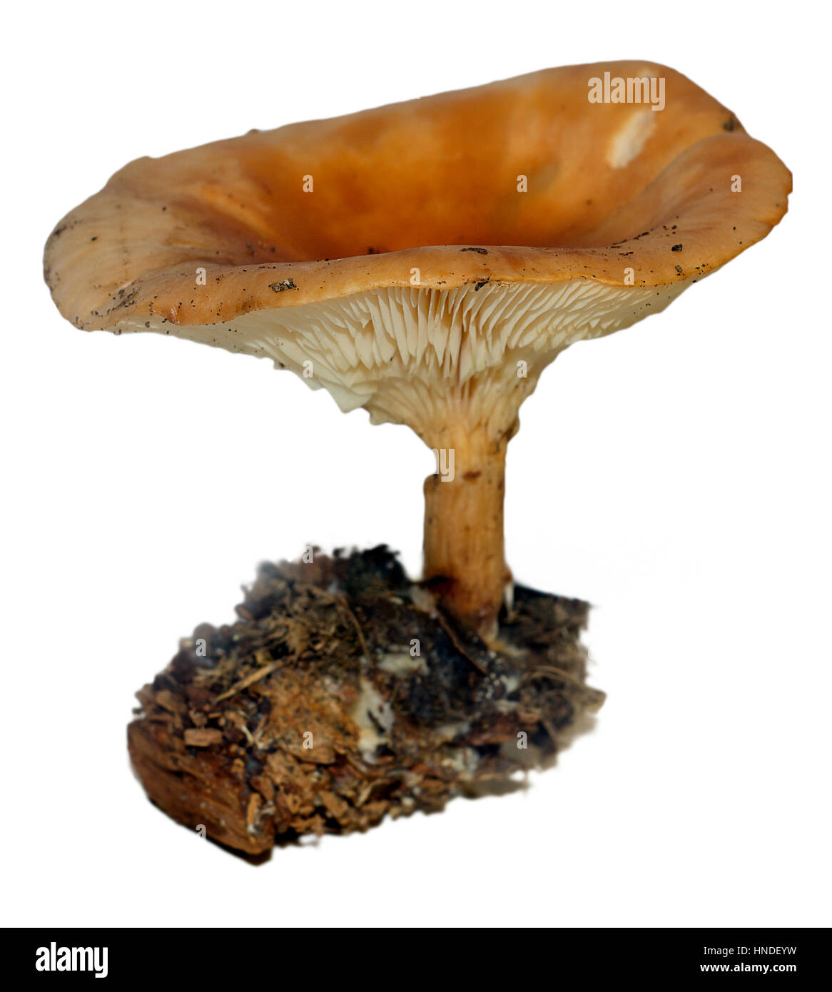 Pilze, frische rohe Gemüse im weißen Hintergrund isoliert Stockfoto