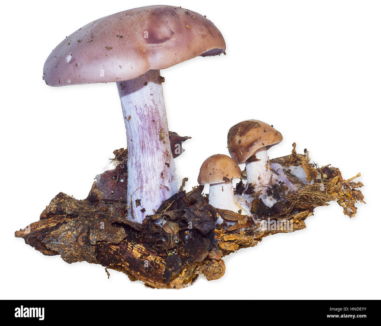 Pilze, frische rohe Gemüse im weißen Hintergrund isoliert Stockfoto