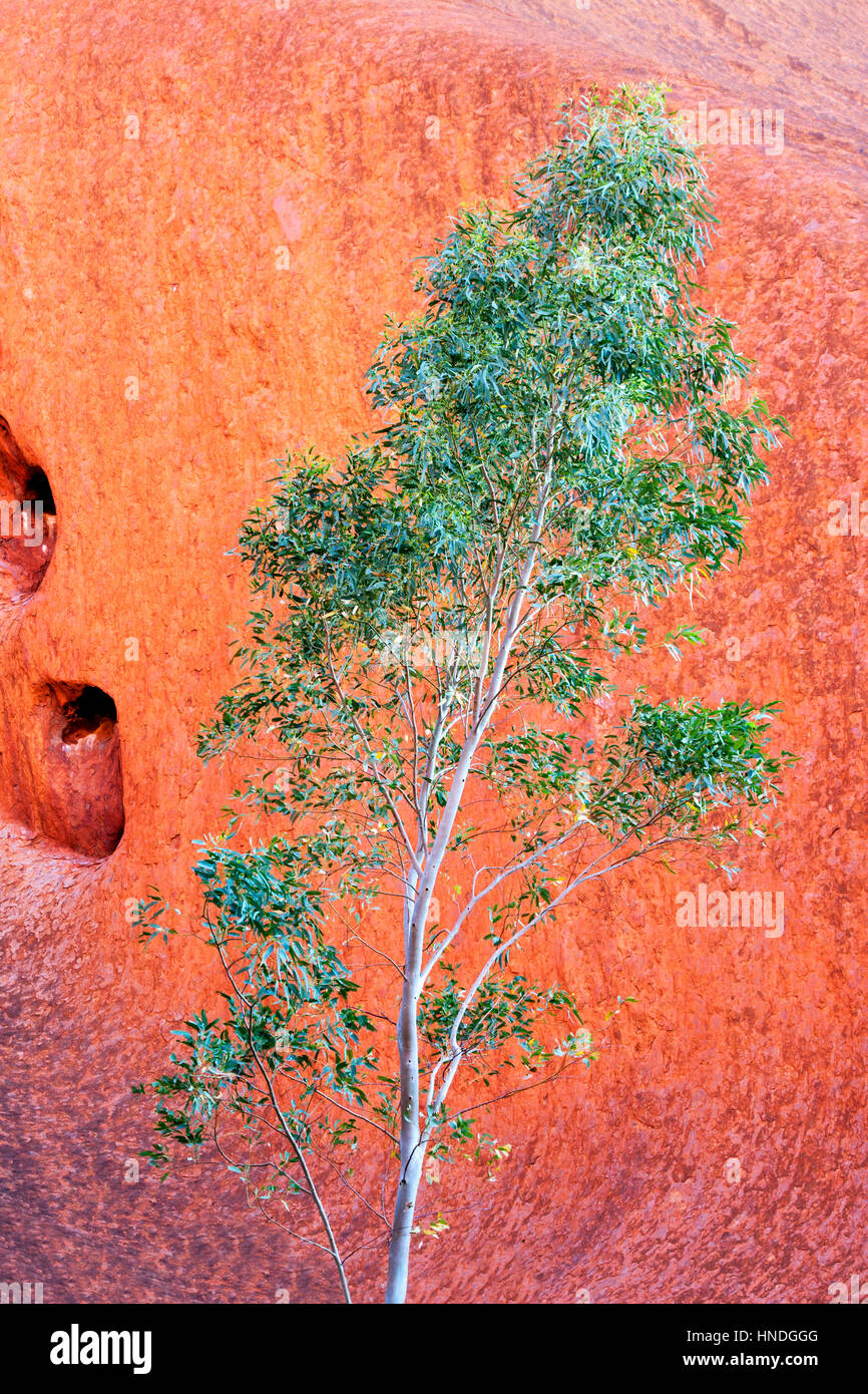Ein grüner Baum vor einem roten Rock, Northern Territory, Australien Stockfoto