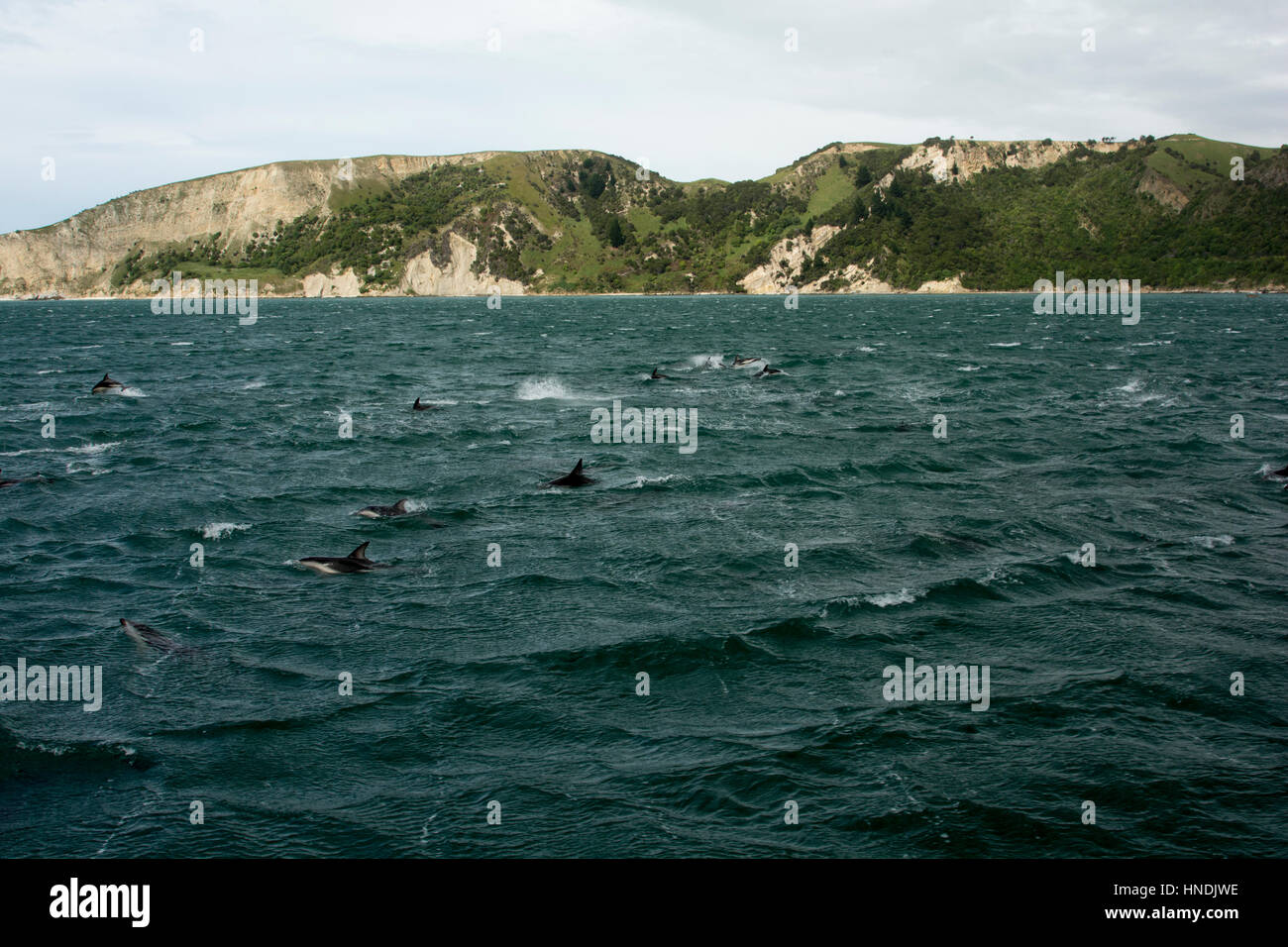 Dusky Dolphin Pod Schwimmen im Pazifischen Ozean vor der Küste in der Nähe von Kaikoura in Neuseeland.  Eine Schule Schwarzdelfine Schwimmt Im Pazifik in de Stockfoto
