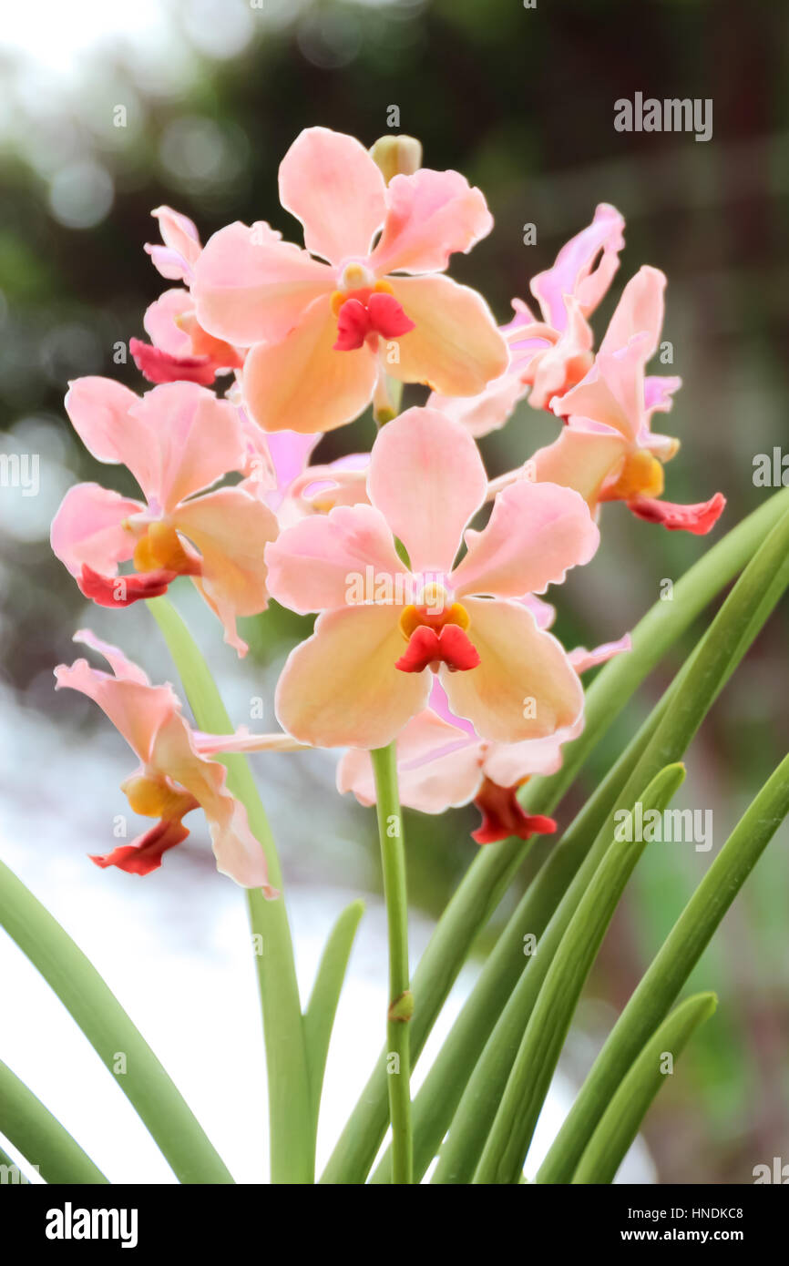 Schöne rosa Orchidee im Garten zugemacht Stockfoto