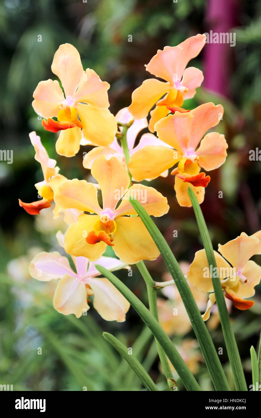 Schöne gelbe Orchidee im Garten zugemacht Stockfoto