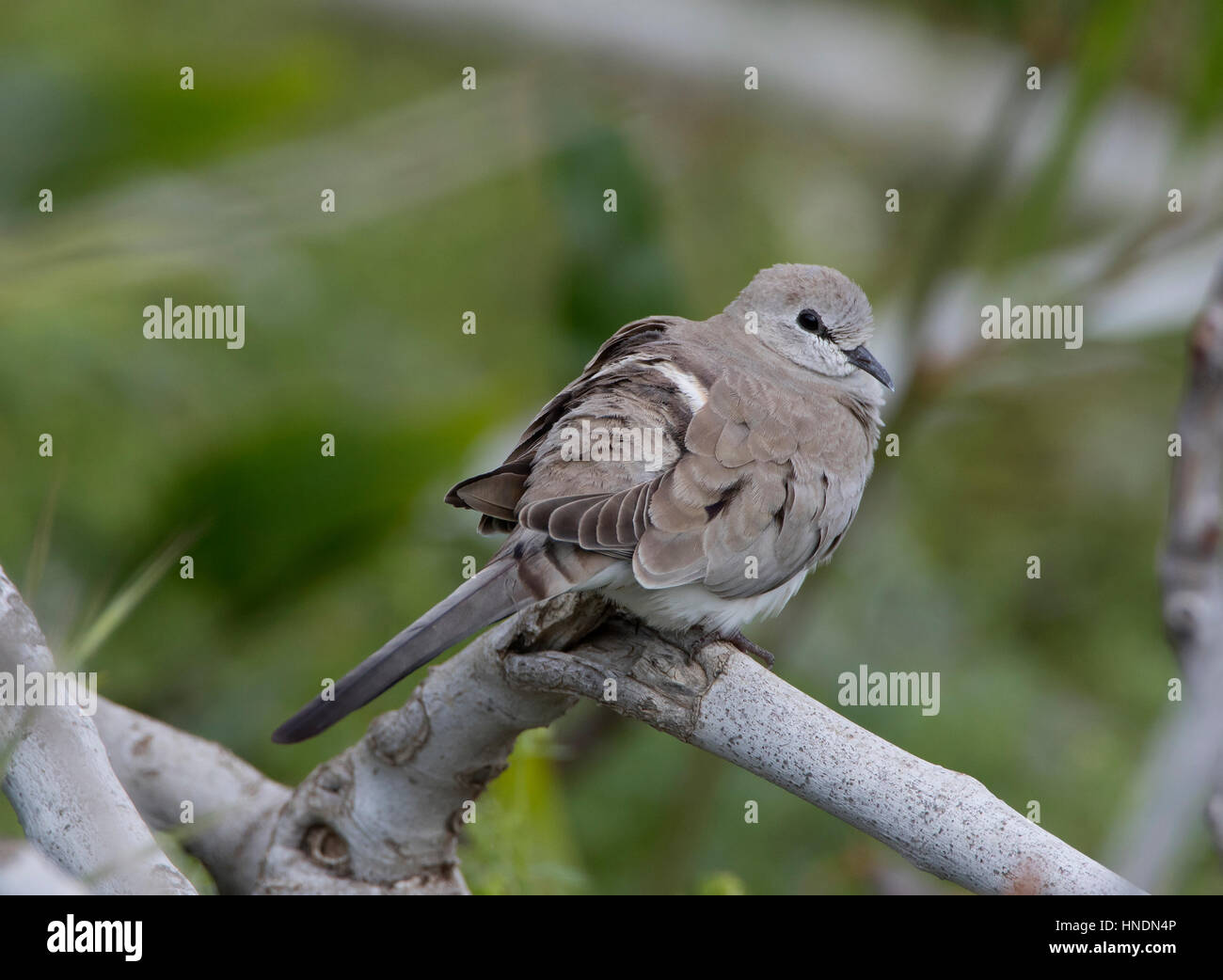 Weibliche Namaqua Taube Oena Capensis Vagrant Zypern Frühling Stockfoto