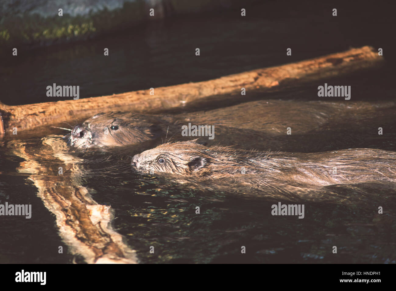 zwei wilde Biber in Wasser mit hölzernen Niederlassungen rund um Stockfoto