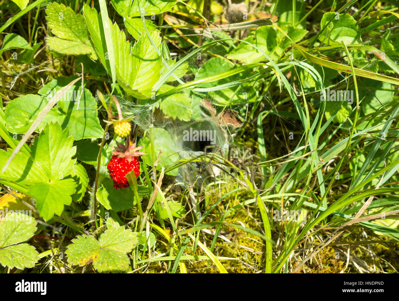 Labyrinth Spider (Hadronyche Formidabilis) hat gesetzt ist Falle neben eine wilde Erdbeere Pflanze Stockfoto