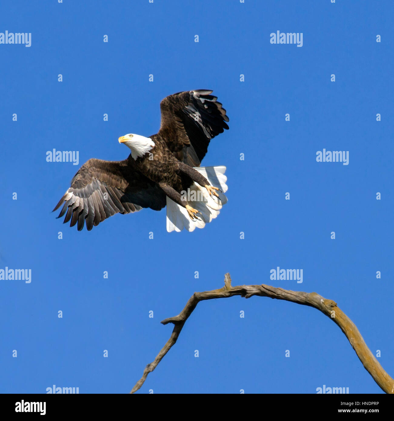 Dies ist einer der zwei Weißkopf-Seeadler, die einen Baum hinter meinem Haus hier in Virginia zu besuchen. Dieser Baum ist tot und sitzt über dem Shenandoah Fluß. Stockfoto