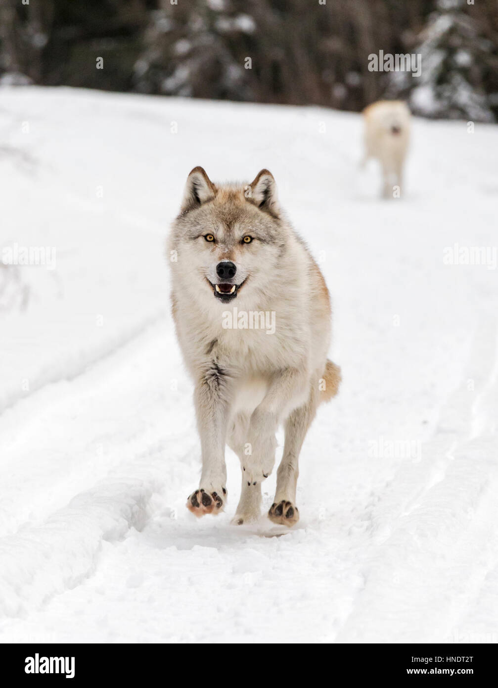 Zwei graue Wölfe; Canus Lupus; Britisch-Kolumbien; Kanada Stockfoto