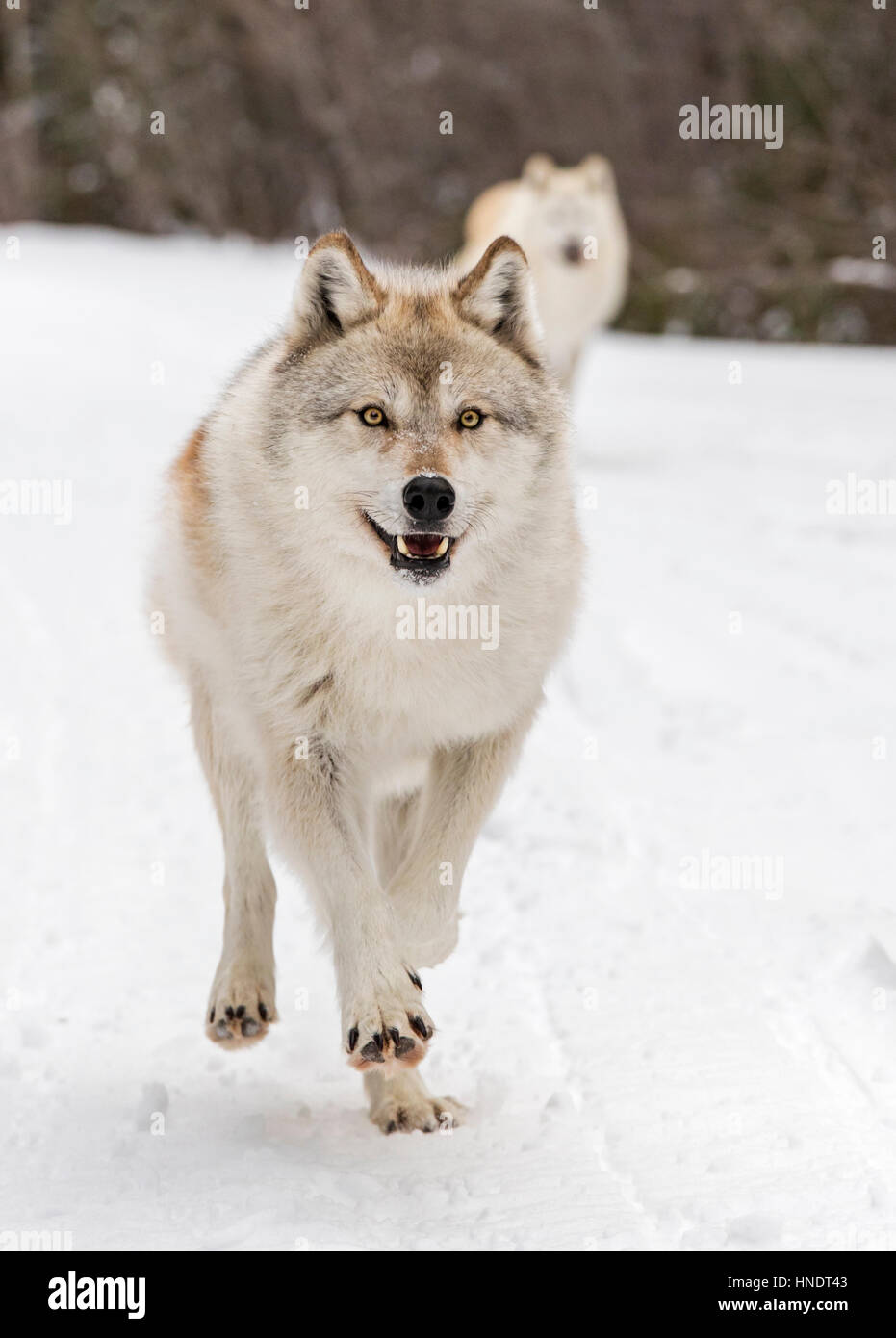 Zwei graue Wölfe; Canus Lupus; Britisch-Kolumbien; Kanada Stockfoto