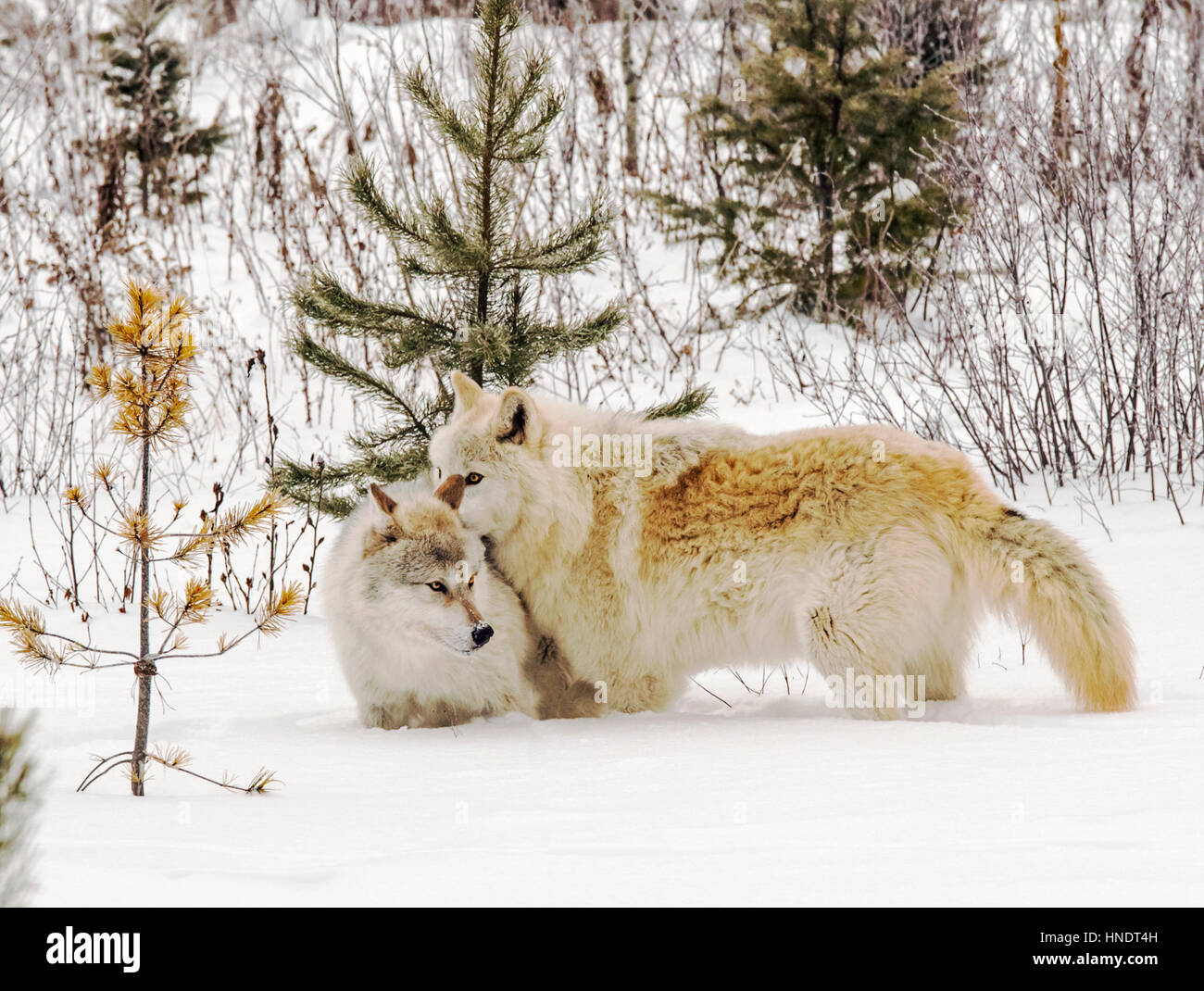 Zwei graue Wölfe; Canus Lupus; Britisch-Kolumbien; Kanada Stockfoto