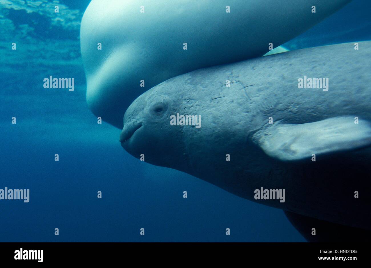 Beluga-Wal oder weißen Wal, Delphinapterus Leucas, Weibchen mit Kalb Stockfoto