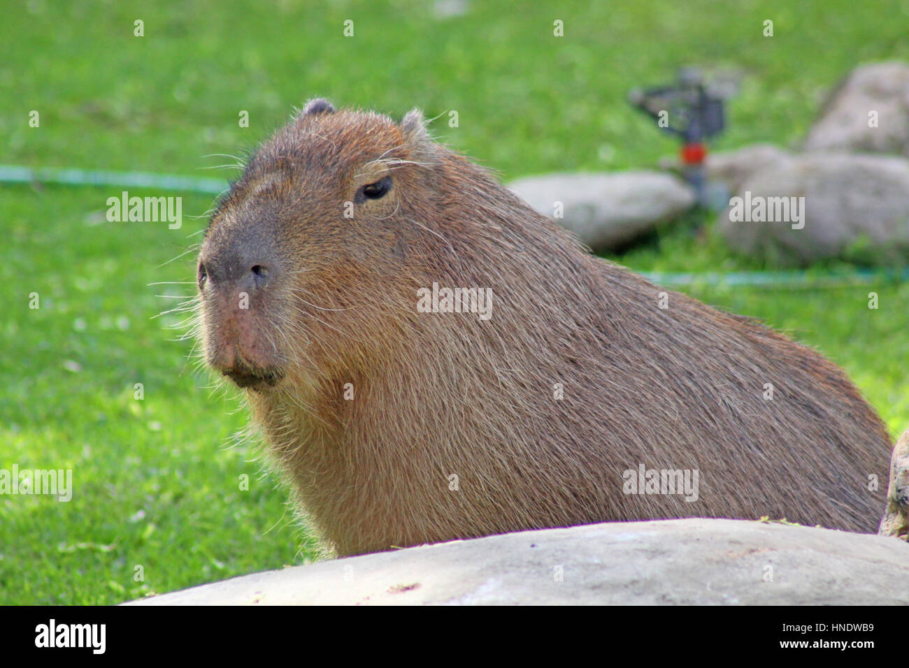 Capybara Stockfoto